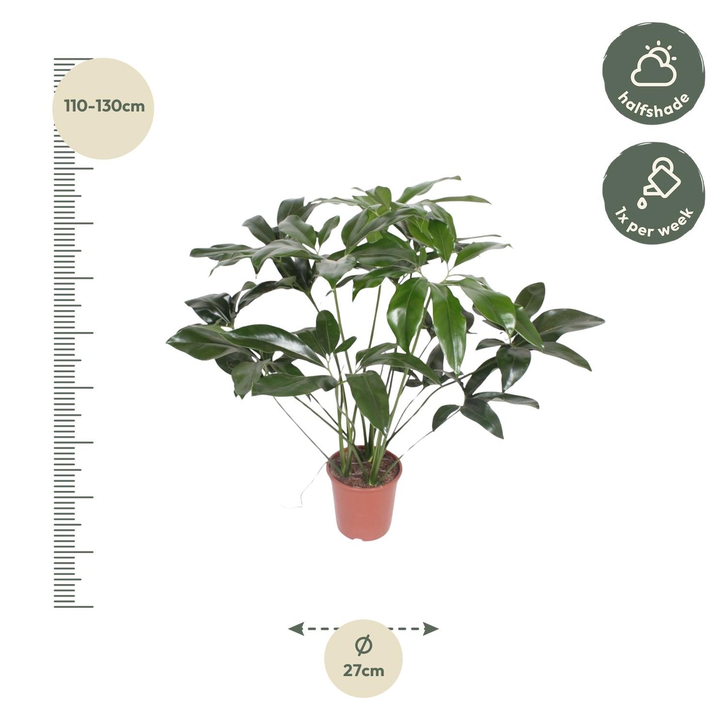Philodendron Green Wonder - 120 cm - Forest Plants