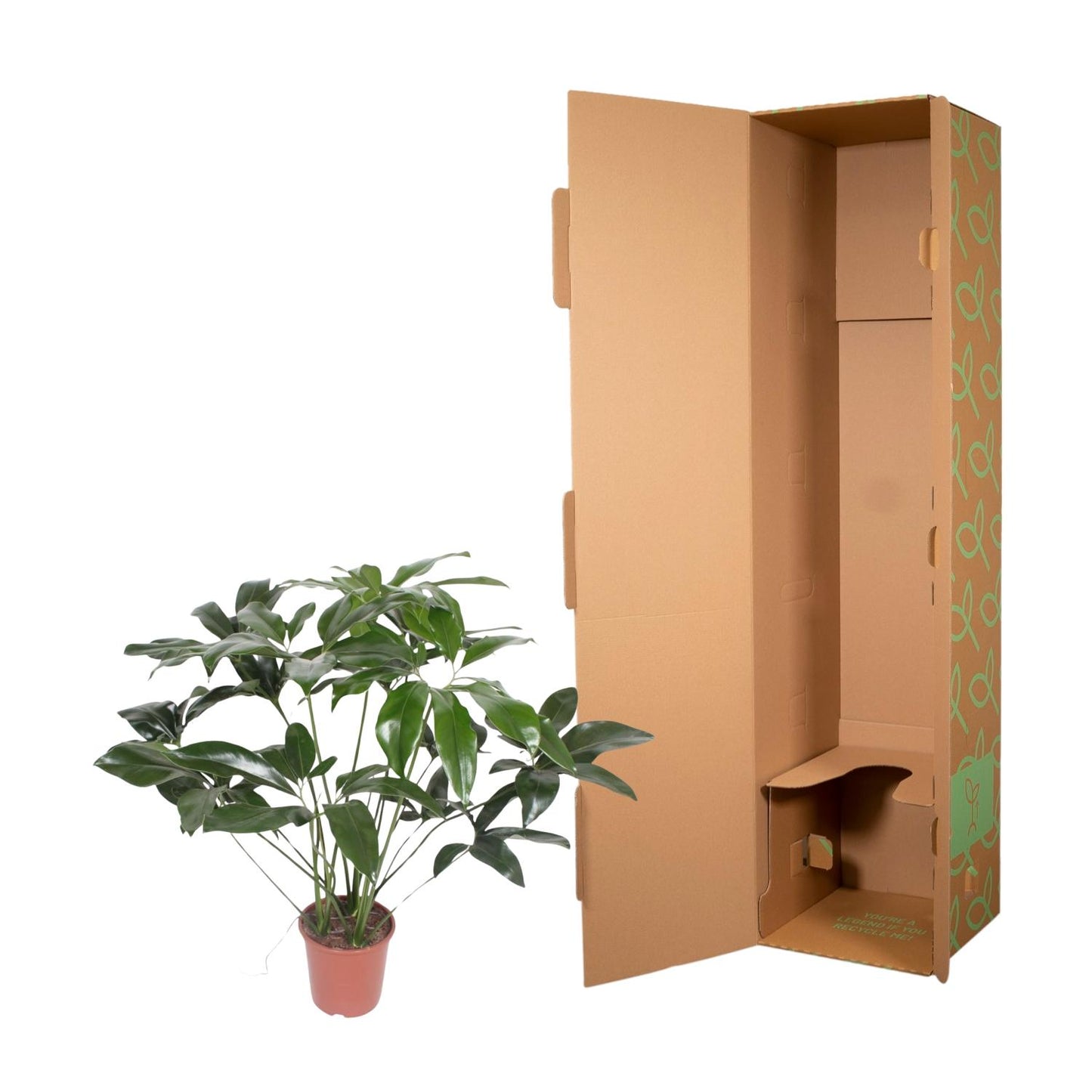 Philodendron Green Wonder - 120 cm - Forest Plants