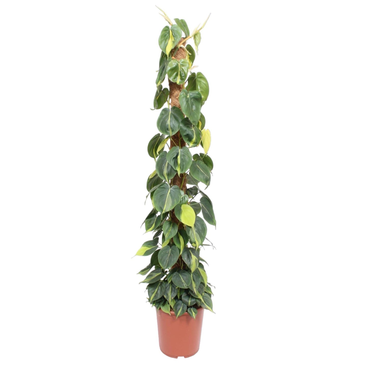 Philodendron Scandens Brasil mosstok - 150 cm - Forest Plants