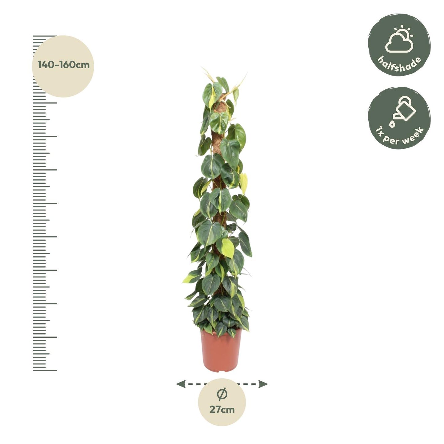 Philodendron Scandens Brasil mosstok - 150 cm - Forest Plants