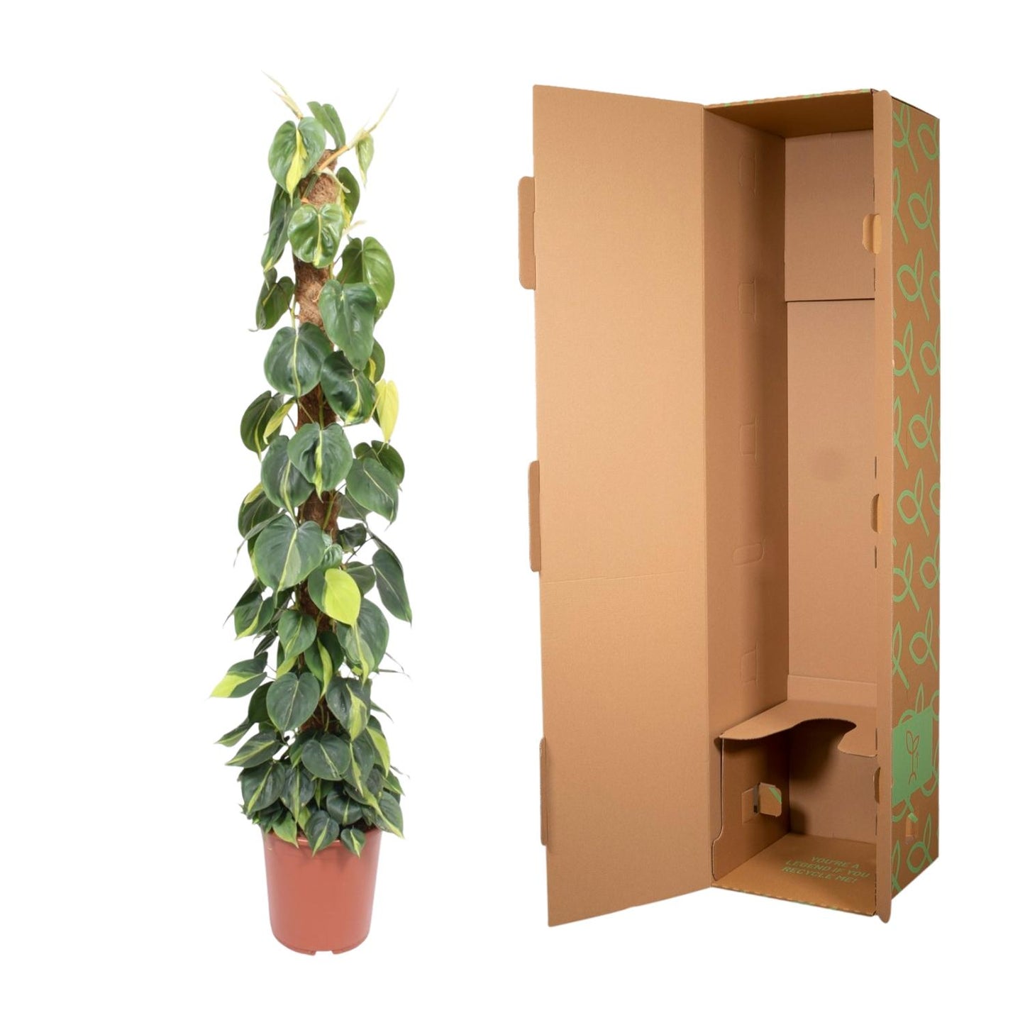 Philodendron Scandens Brasil mosstok - 150 cm - Forest Plants