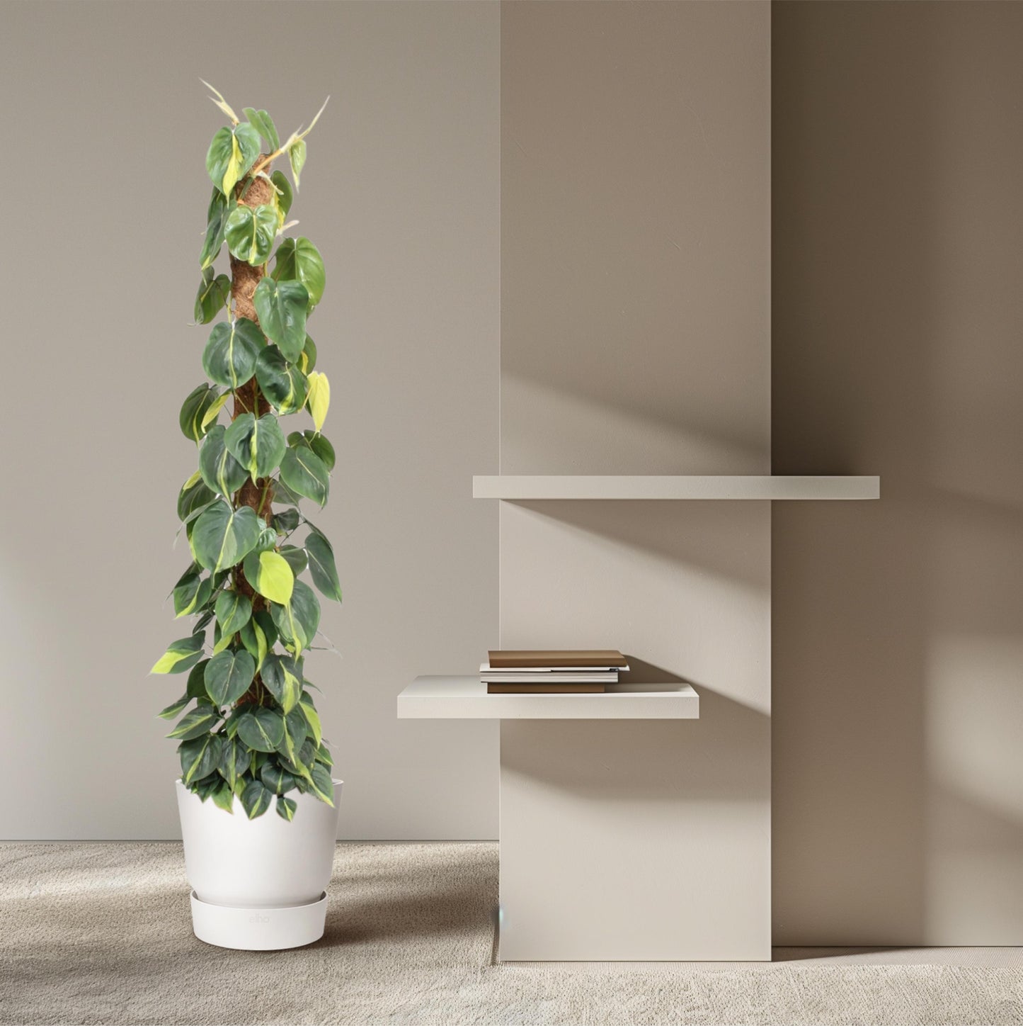 Philodendron Scandens Brasil mosstok - 150 cm - Forest Plants