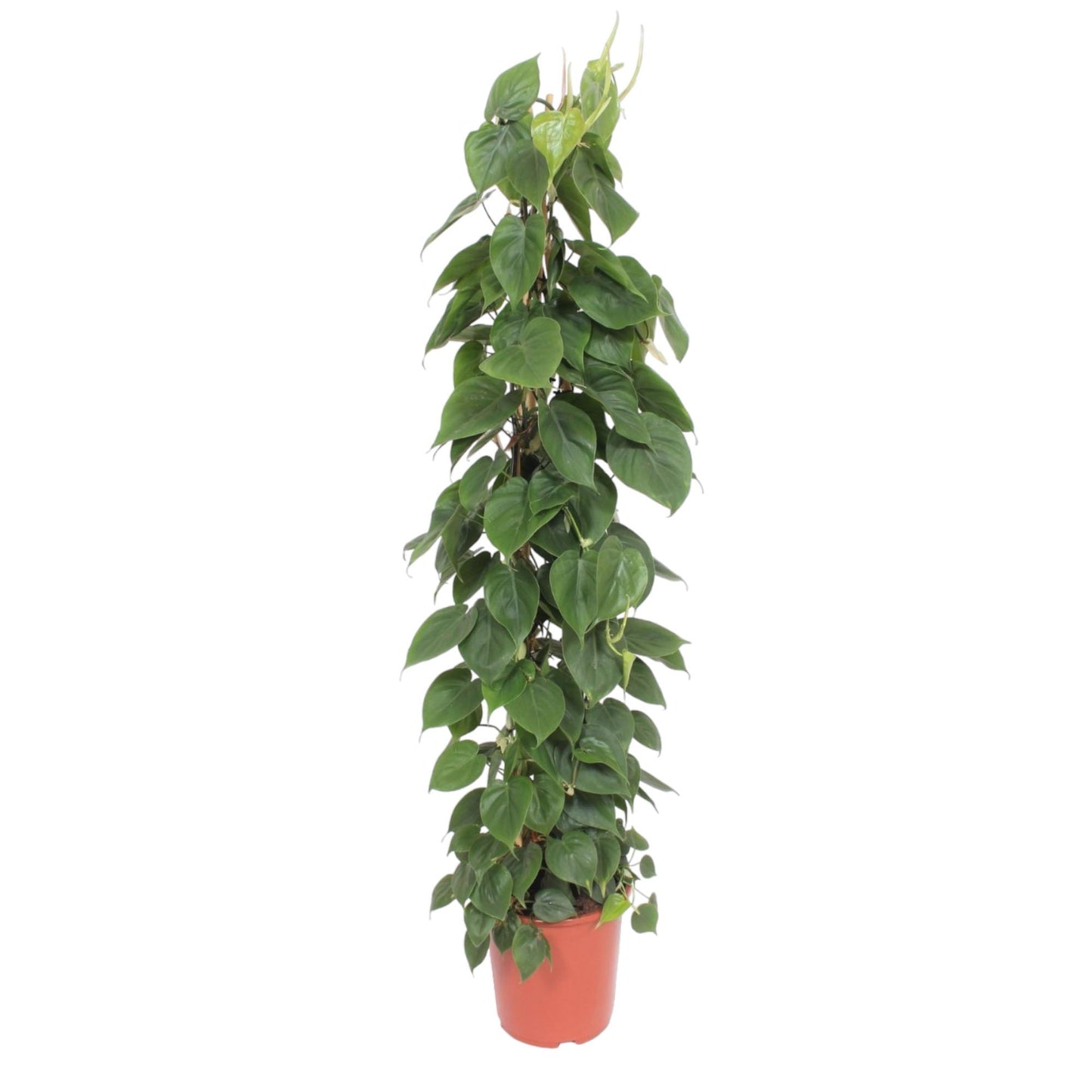 Philodendron Scandens gaasrek - 150 cm - Forest Plants