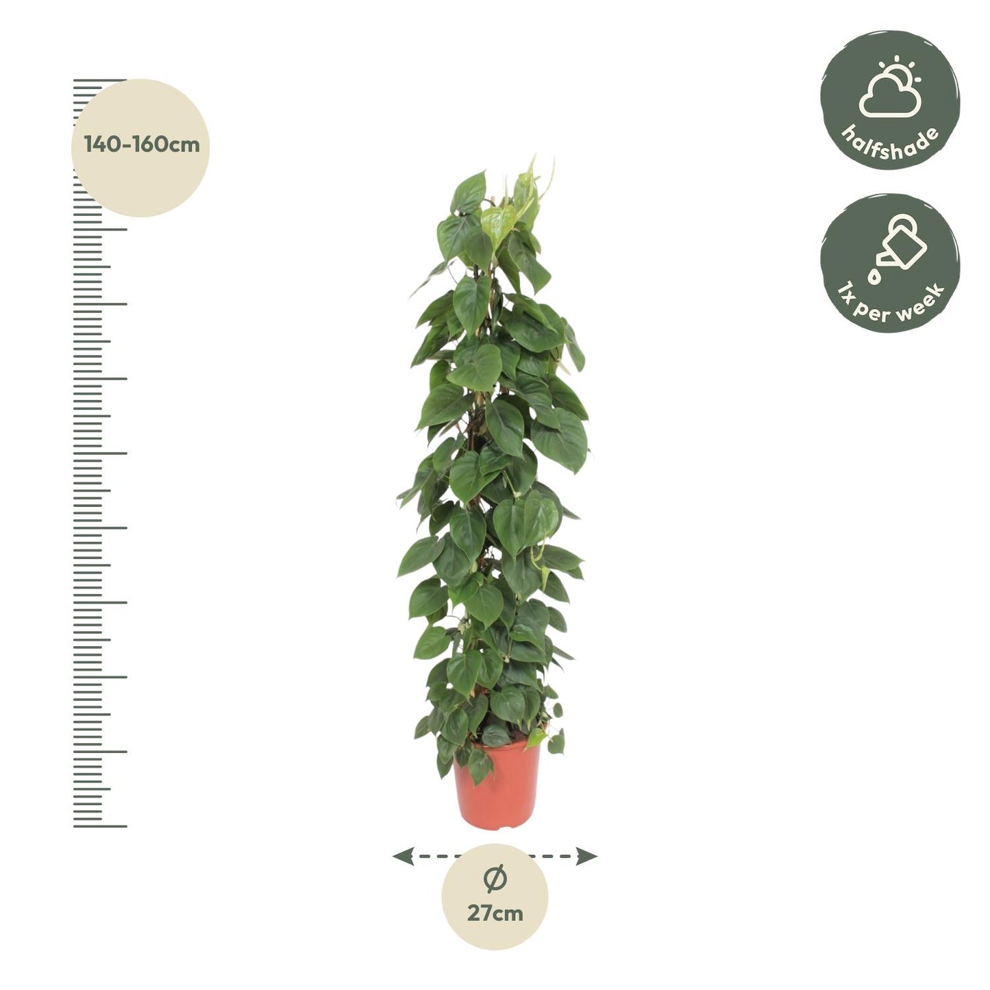 Philodendron Scandens gaasrek - 150 cm - Forest Plants