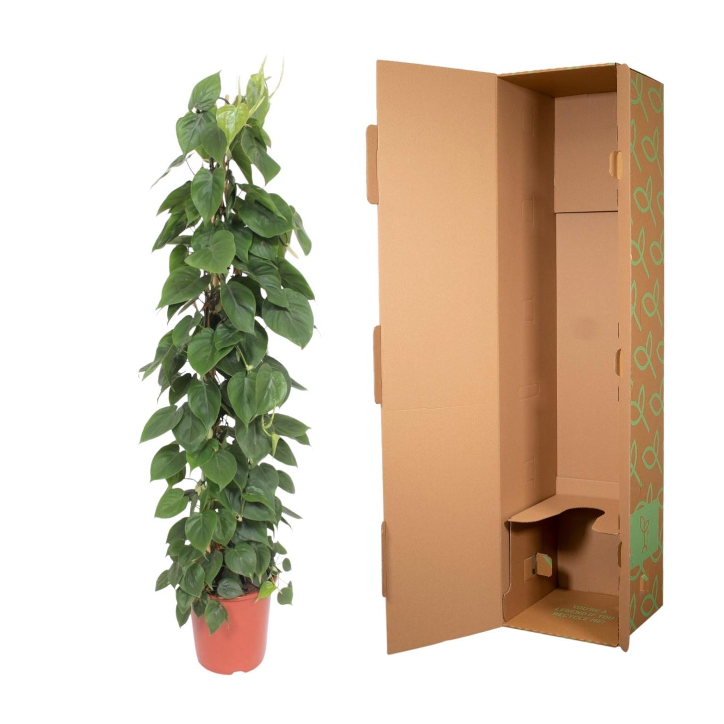 Philodendron Scandens gaasrek - 150 cm - Forest Plants