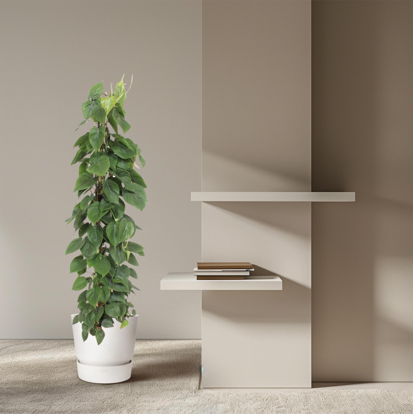 Philodendron Scandens gaasrek - 150 cm - Forest Plants
