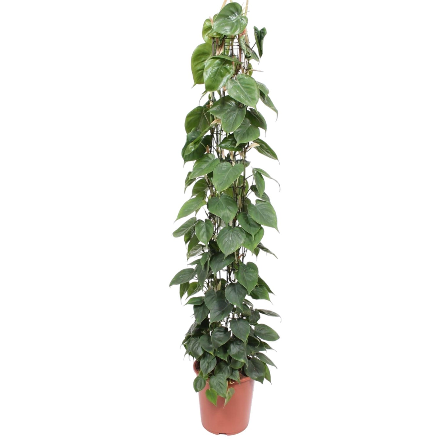 Philodendron Scandens gaasrek - 160 cm - Forest Plants