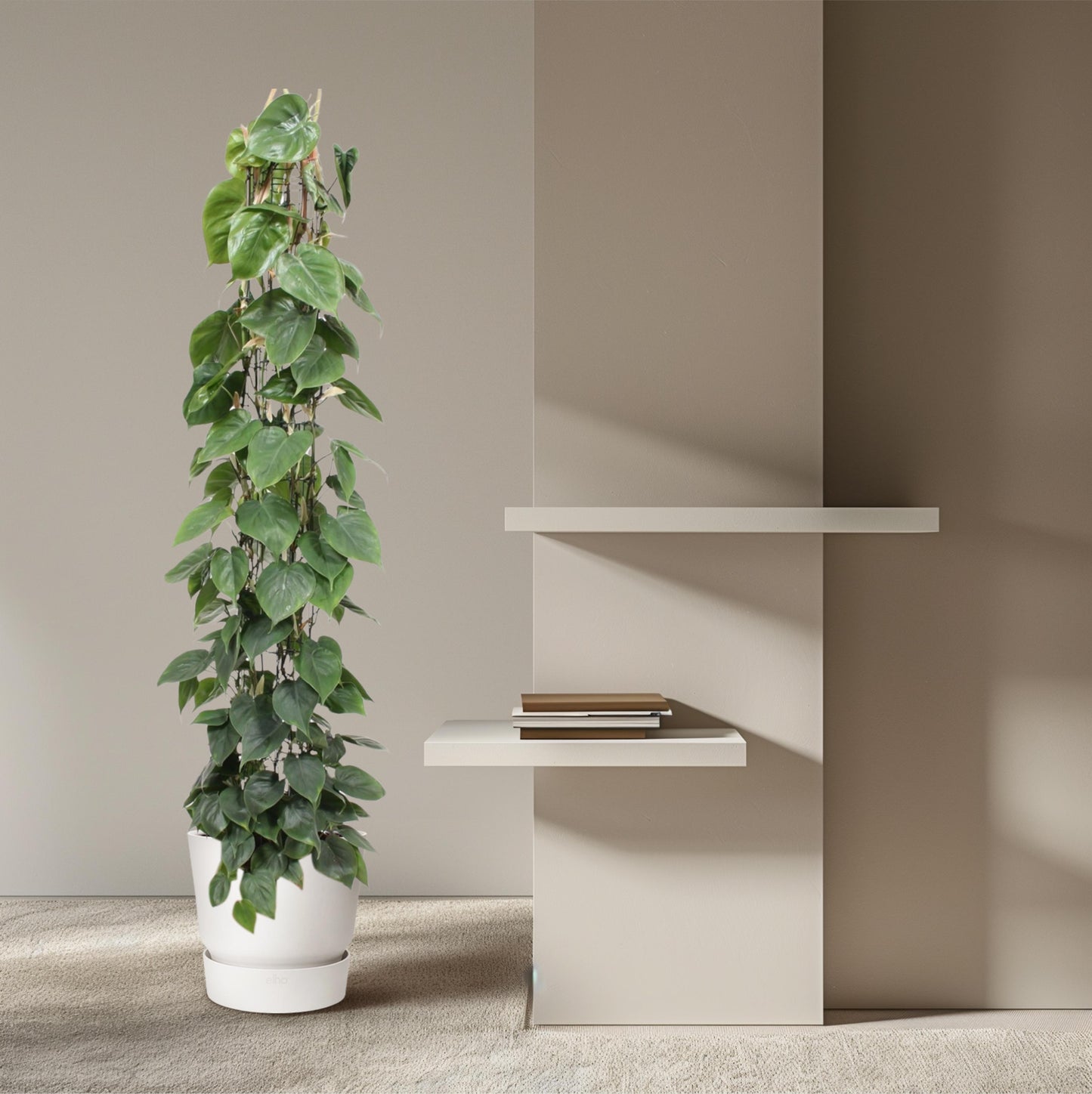 Philodendron Scandens gaasrek - 160 cm - Forest Plants