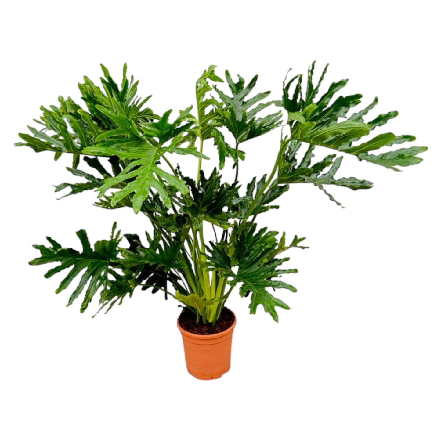 Philodendron Selloum - 100 cm