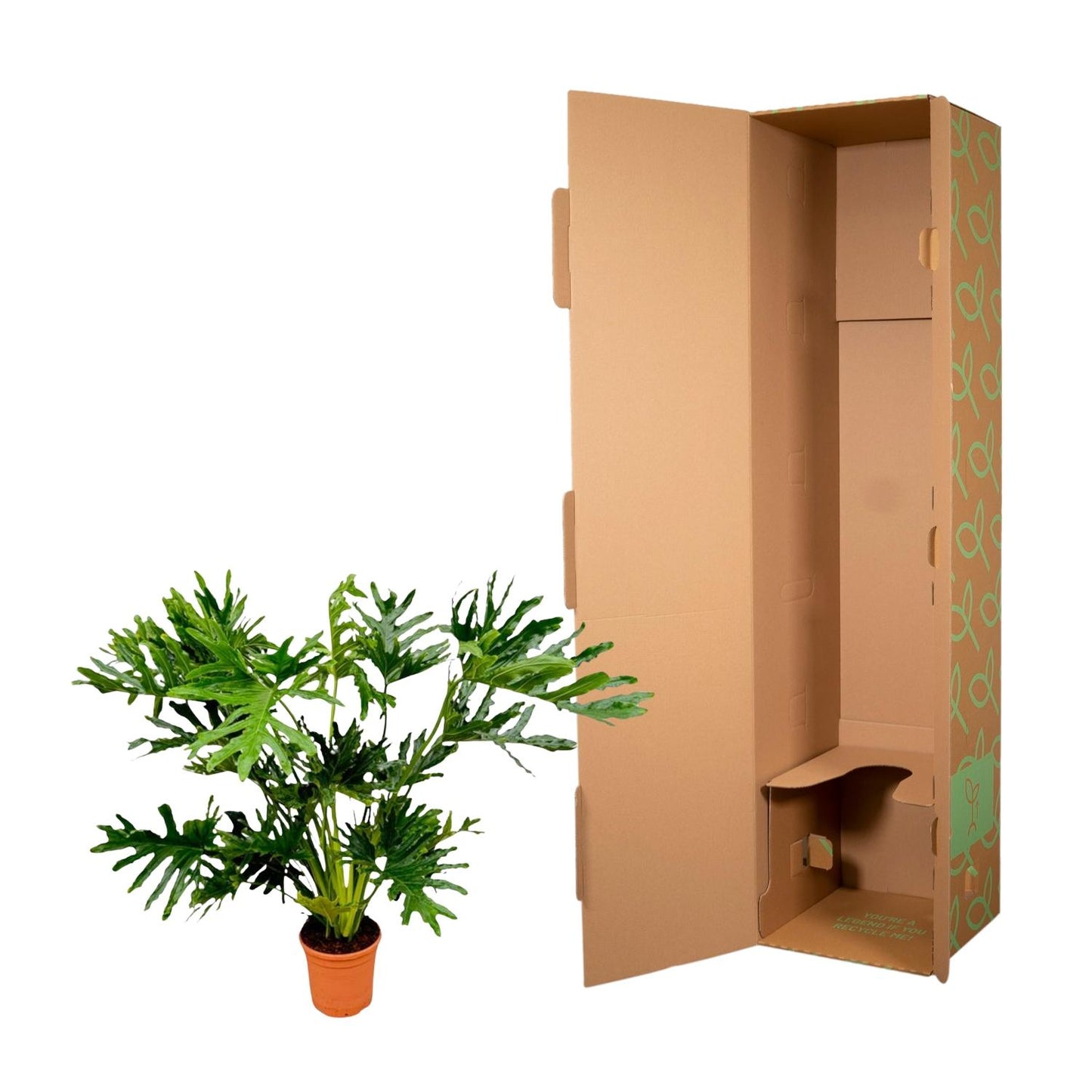 Philodendron Selloum - 100 cm