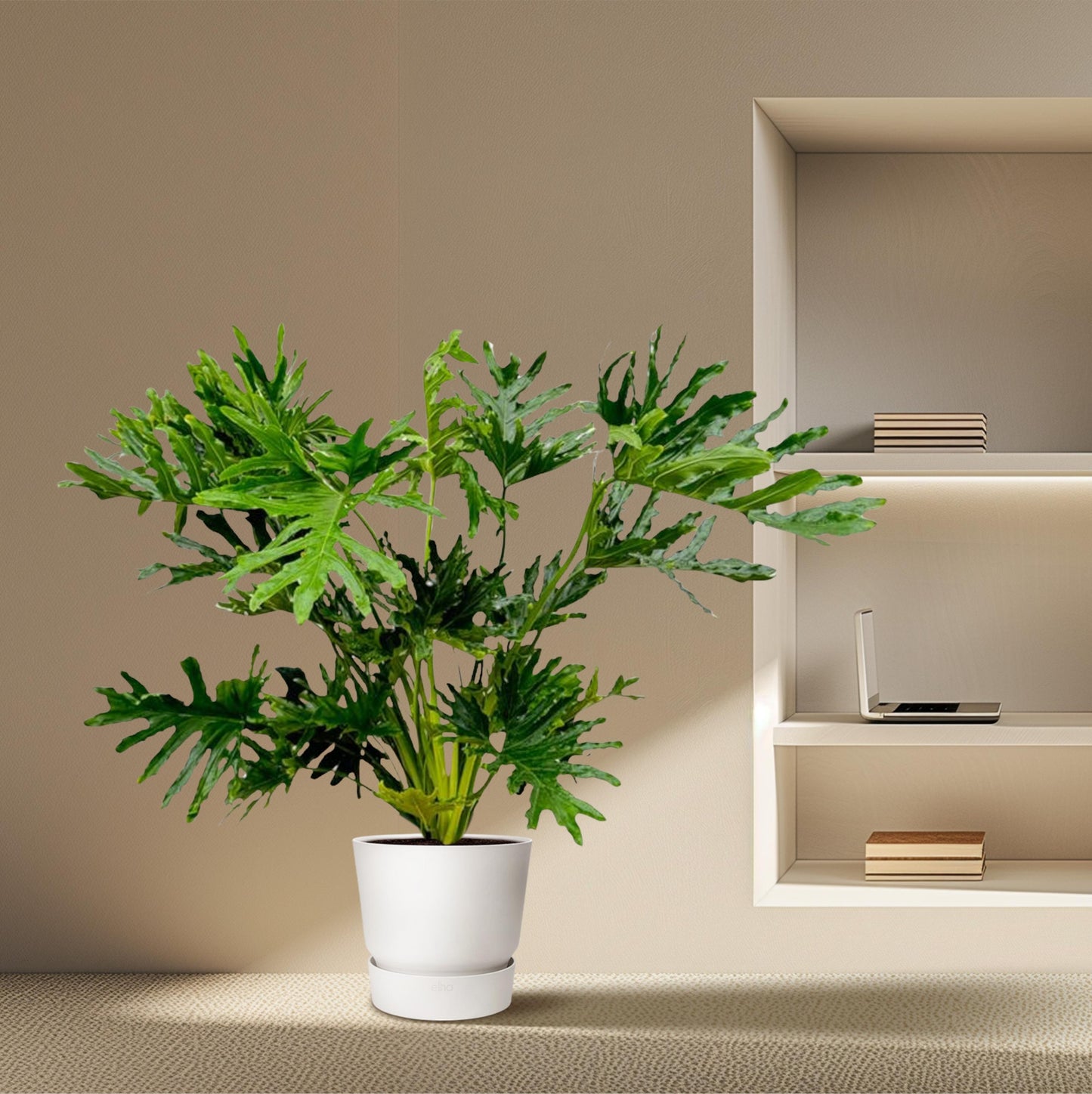 Philodendron Selloum - 100 cm