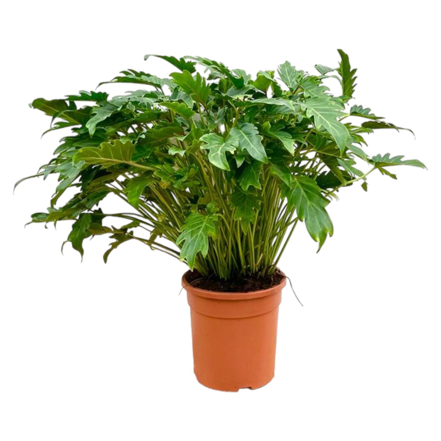 Philodendron Xanadu - 80 cm