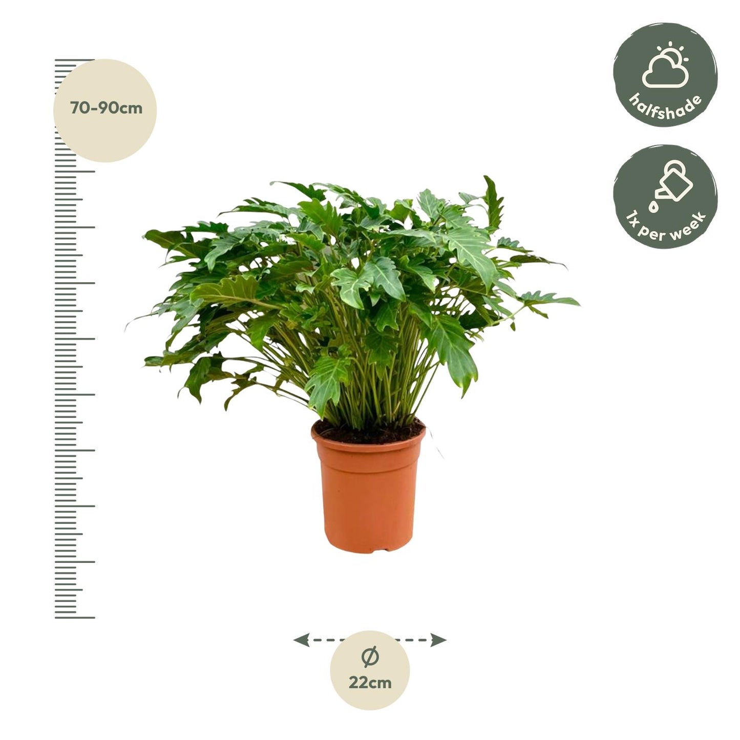 Philodendron Xanadu - 80 cm