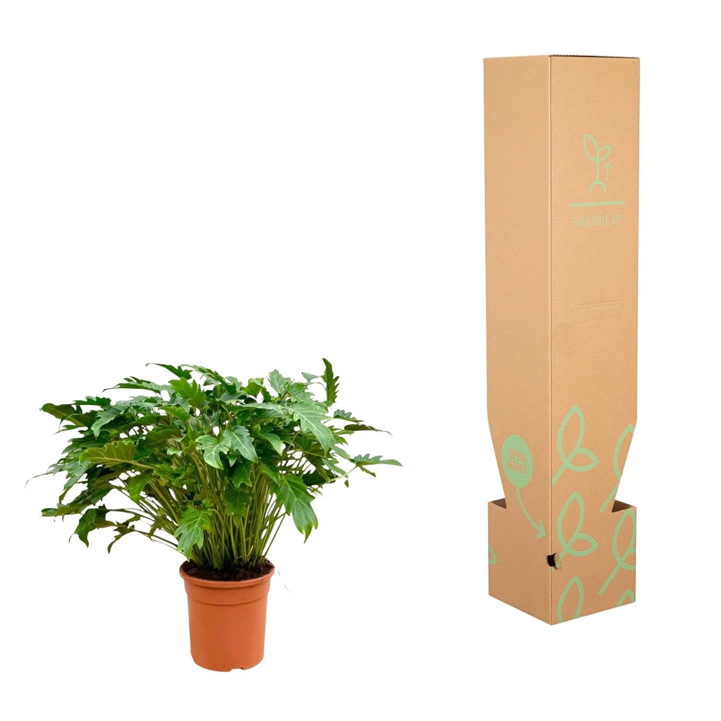 Philodendron Xanadu - 80 cm