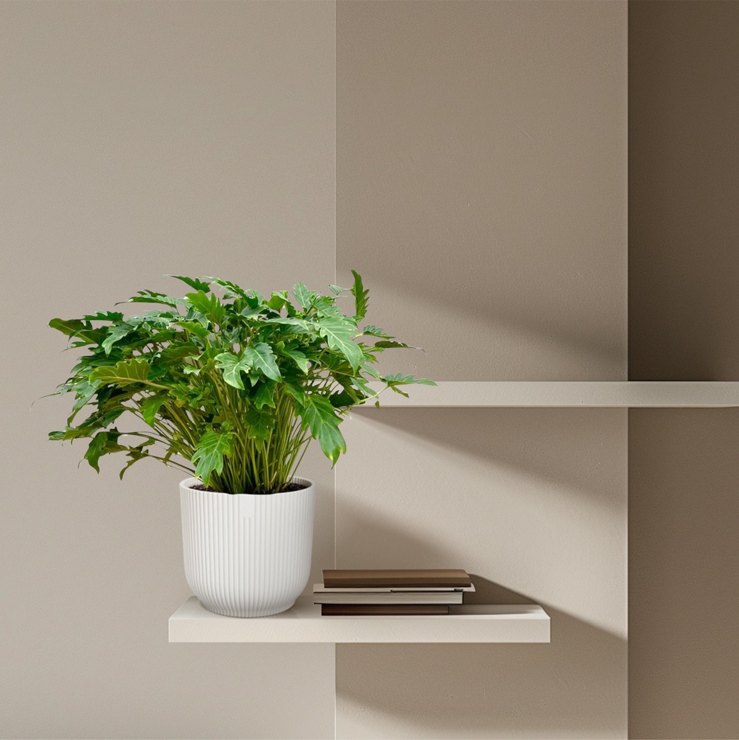 Philodendron Xanadu - 80 cm