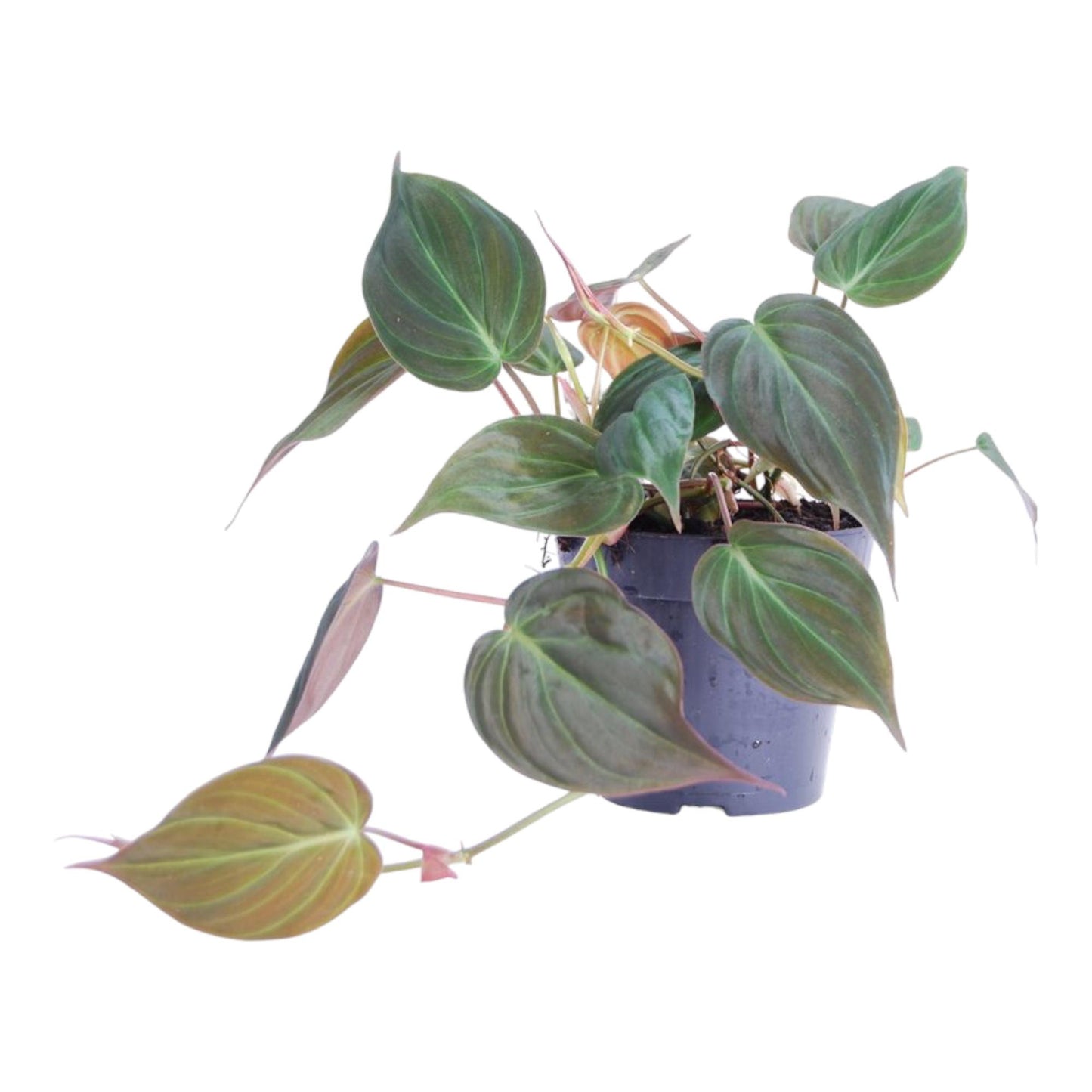 Philodendron scandens 'Micans' - 25 cm