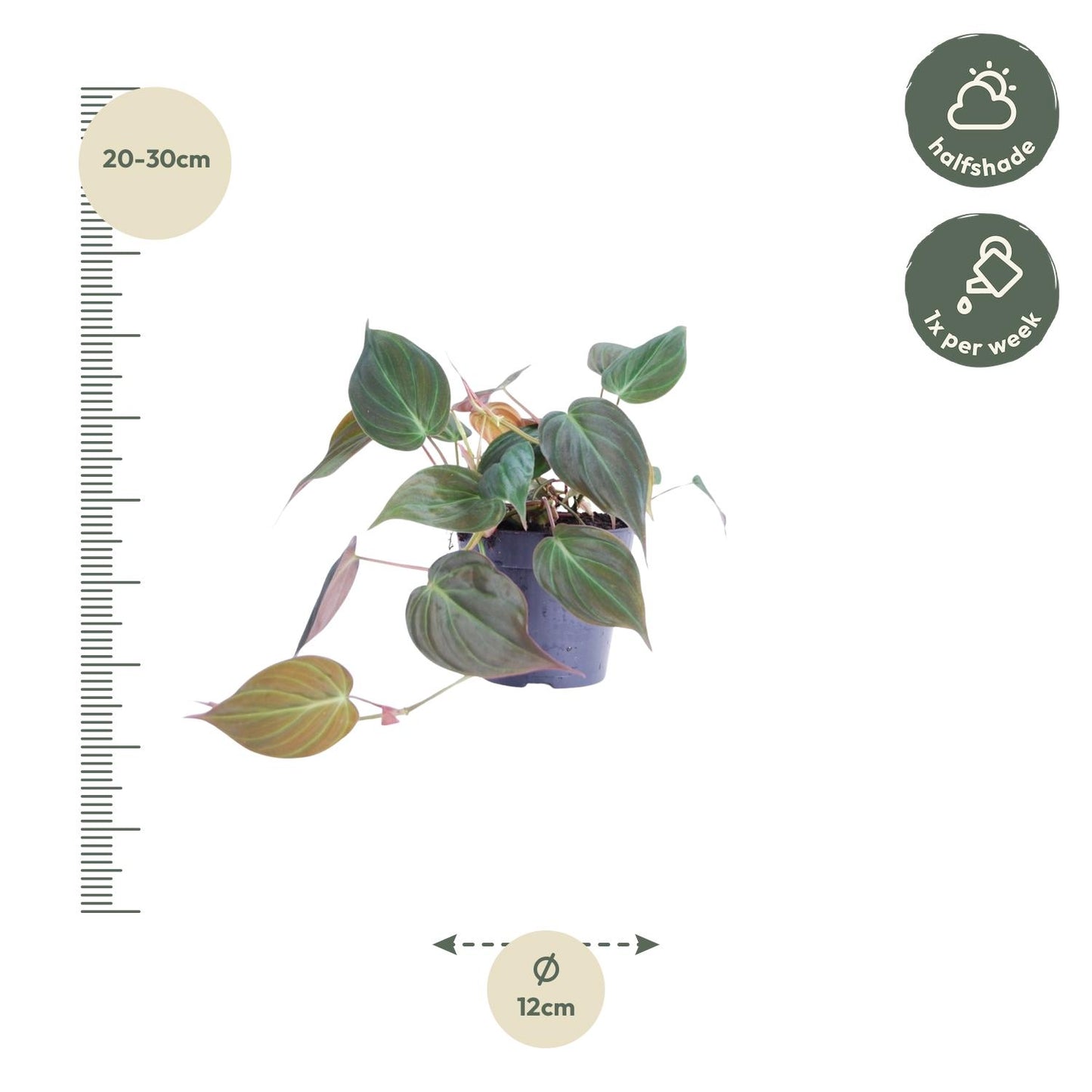 Philodendron scandens 'Micans' - 25 cm