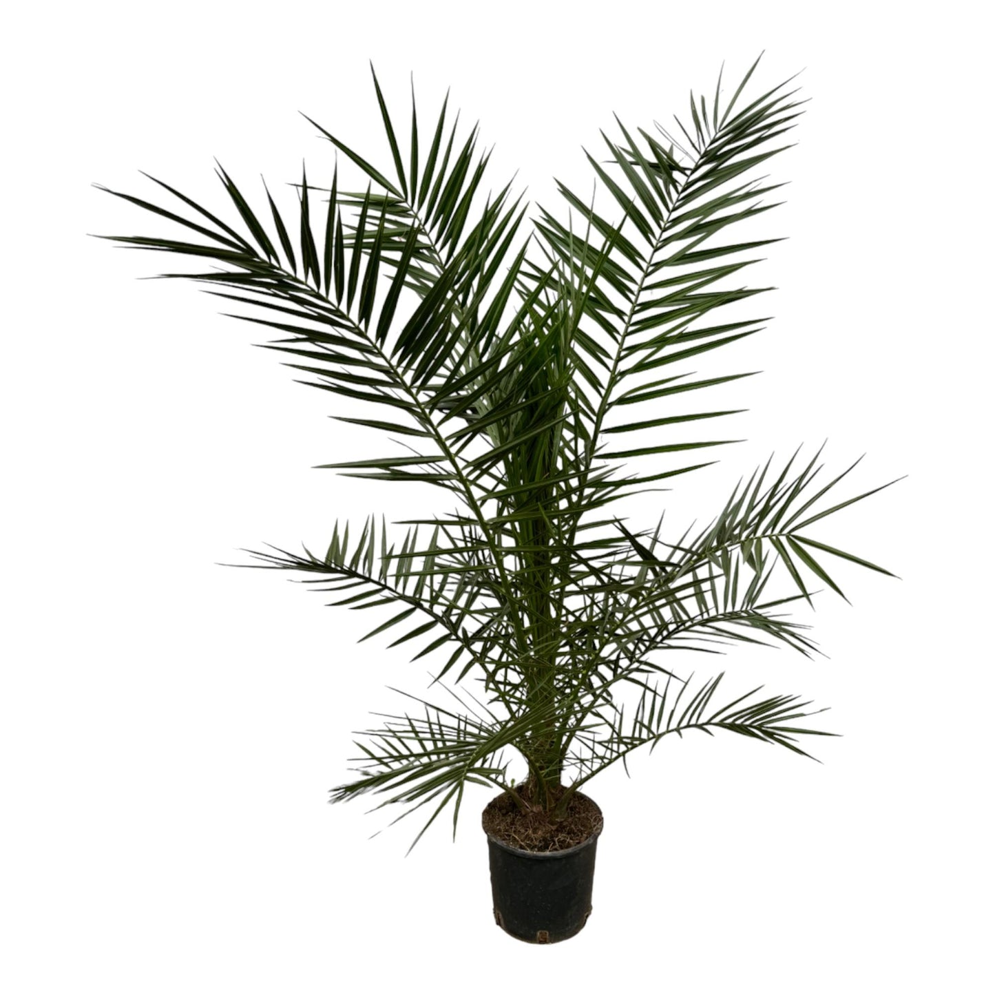 Phoenix Canariensis - 160 cm