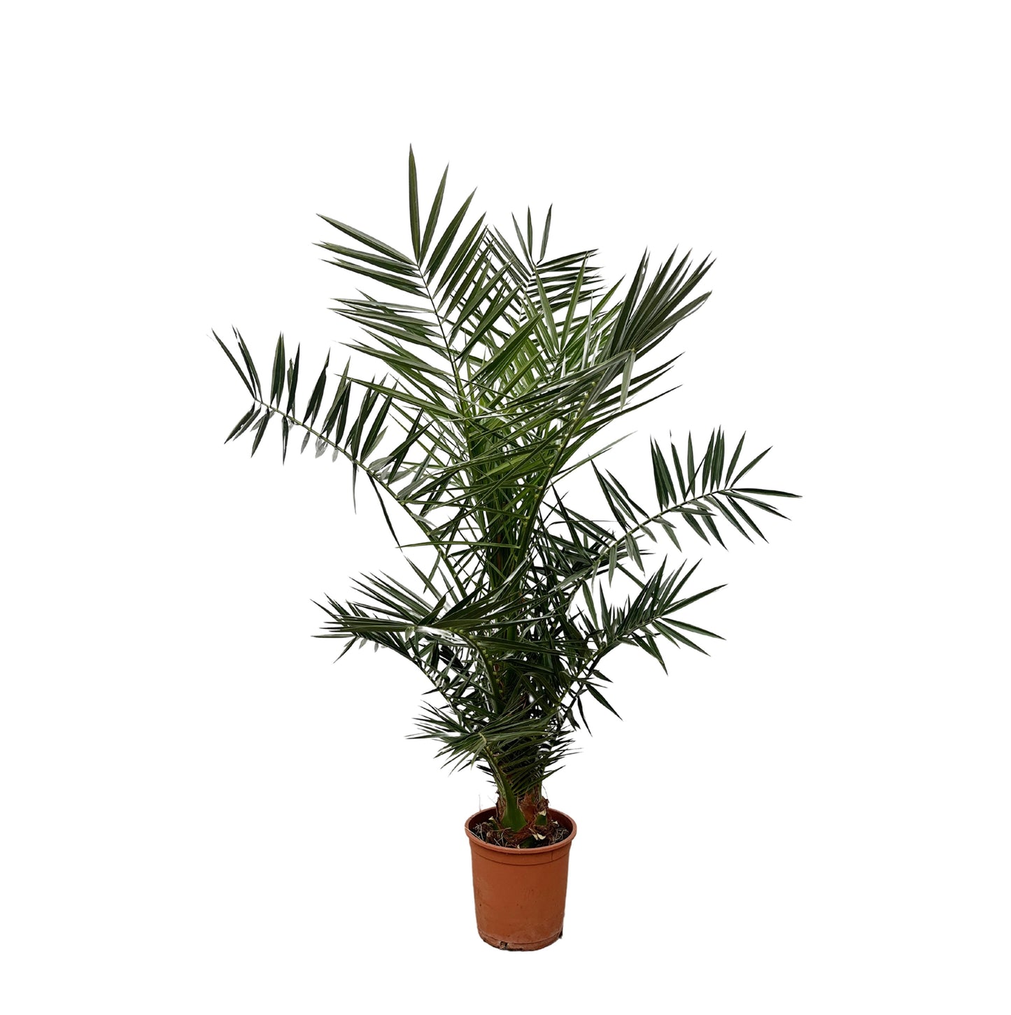 Phoenix Canariensis - 120 cm - Forest Plants