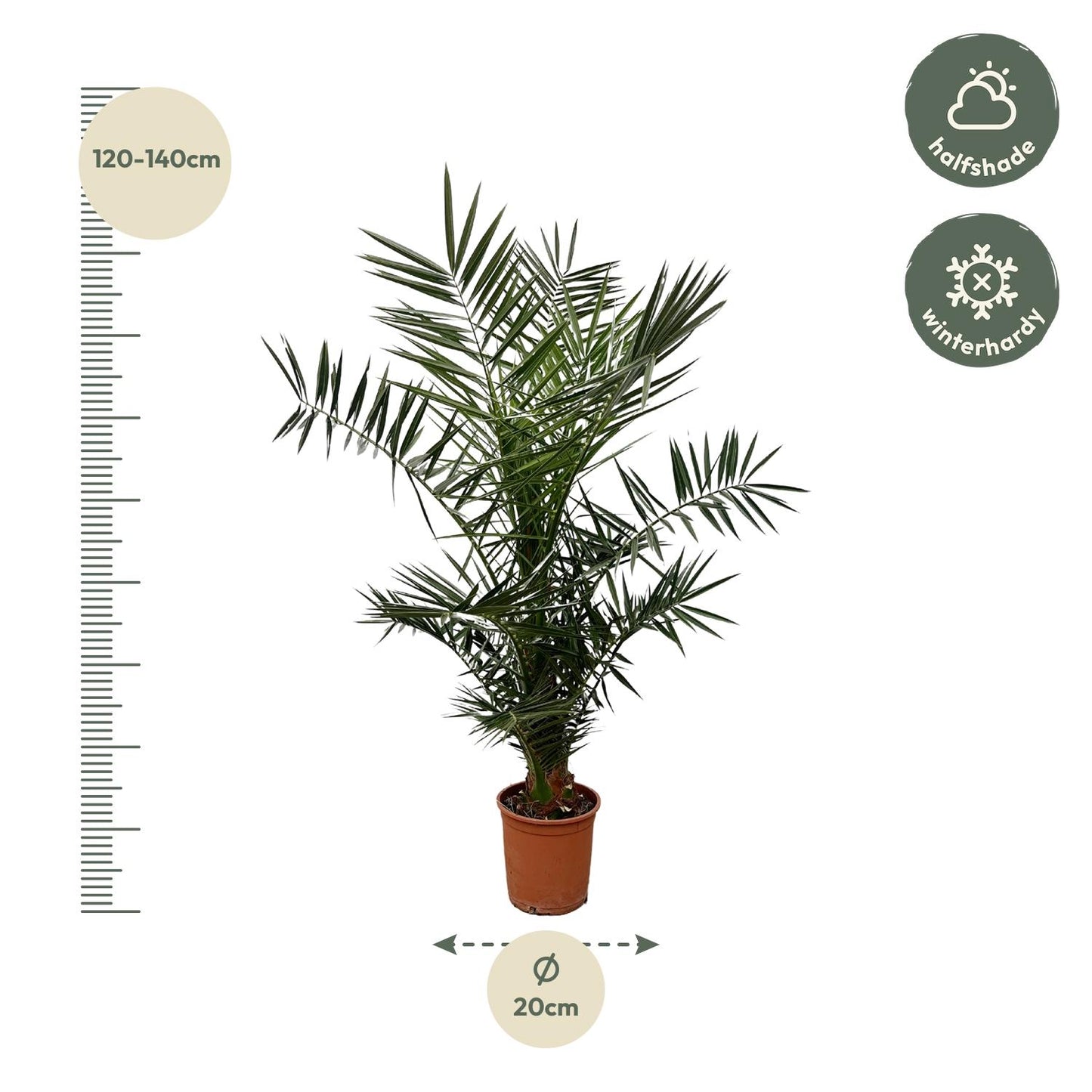 Phoenix Canariensis - 120 cm - Forest Plants