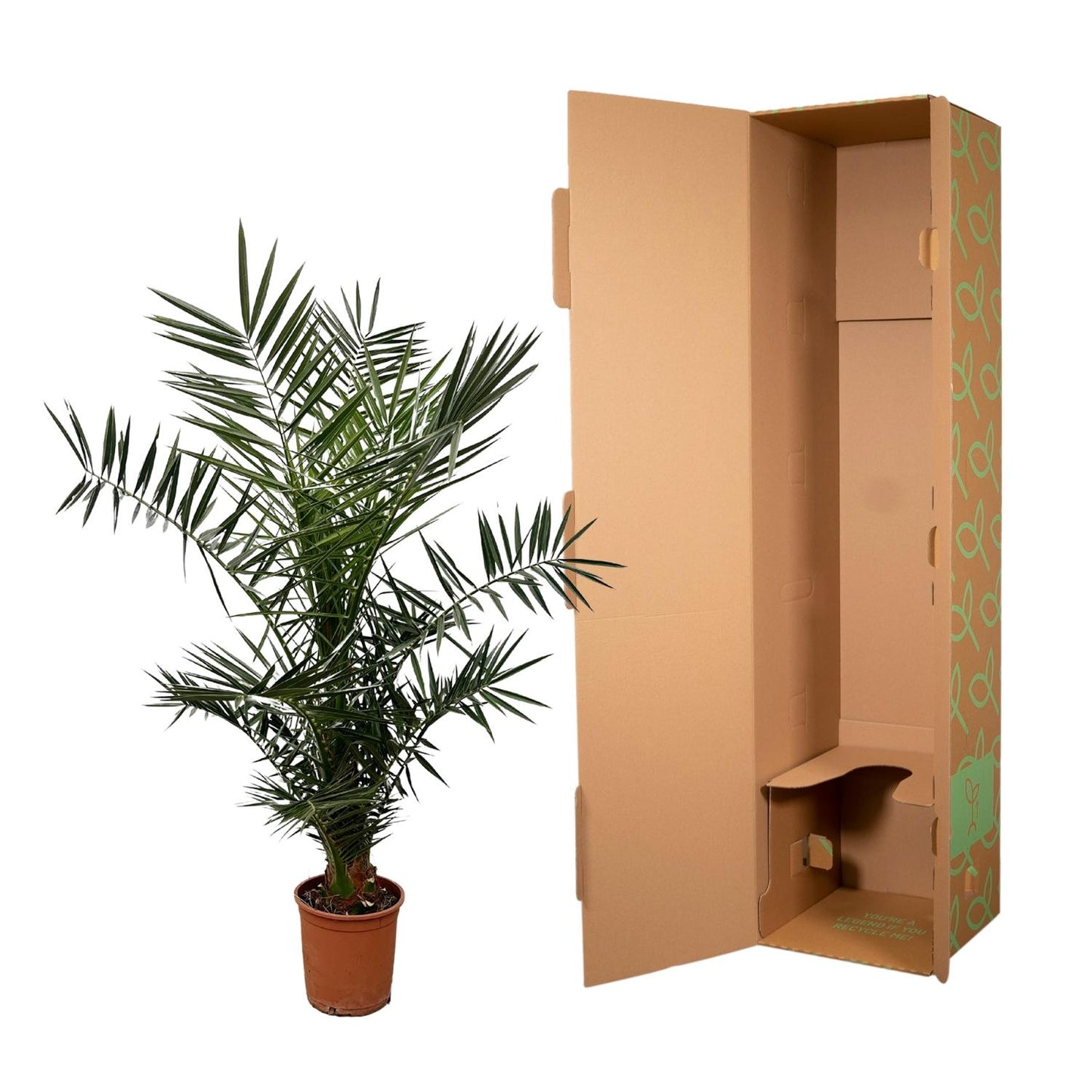Phoenix Canariensis - 120 cm - Forest Plants
