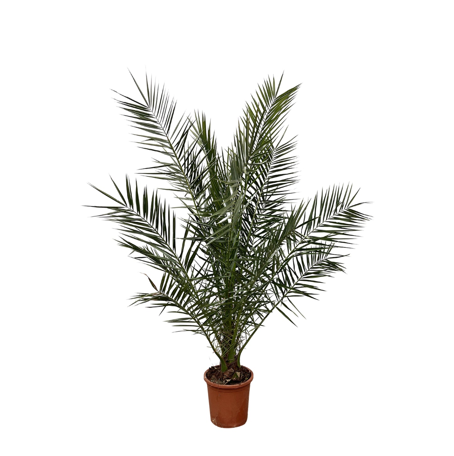 Phoenix Canariensis - 180 cm