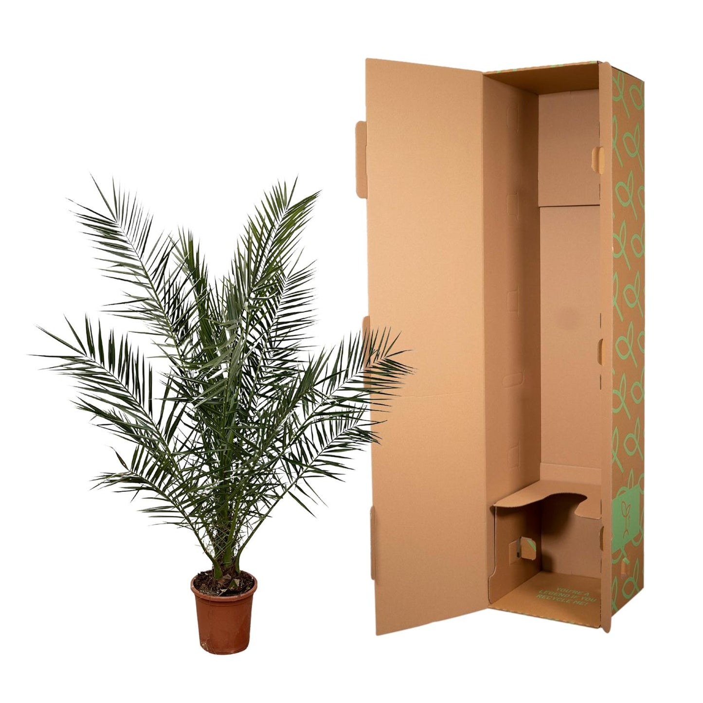 Phoenix Canariensis - 180 cm