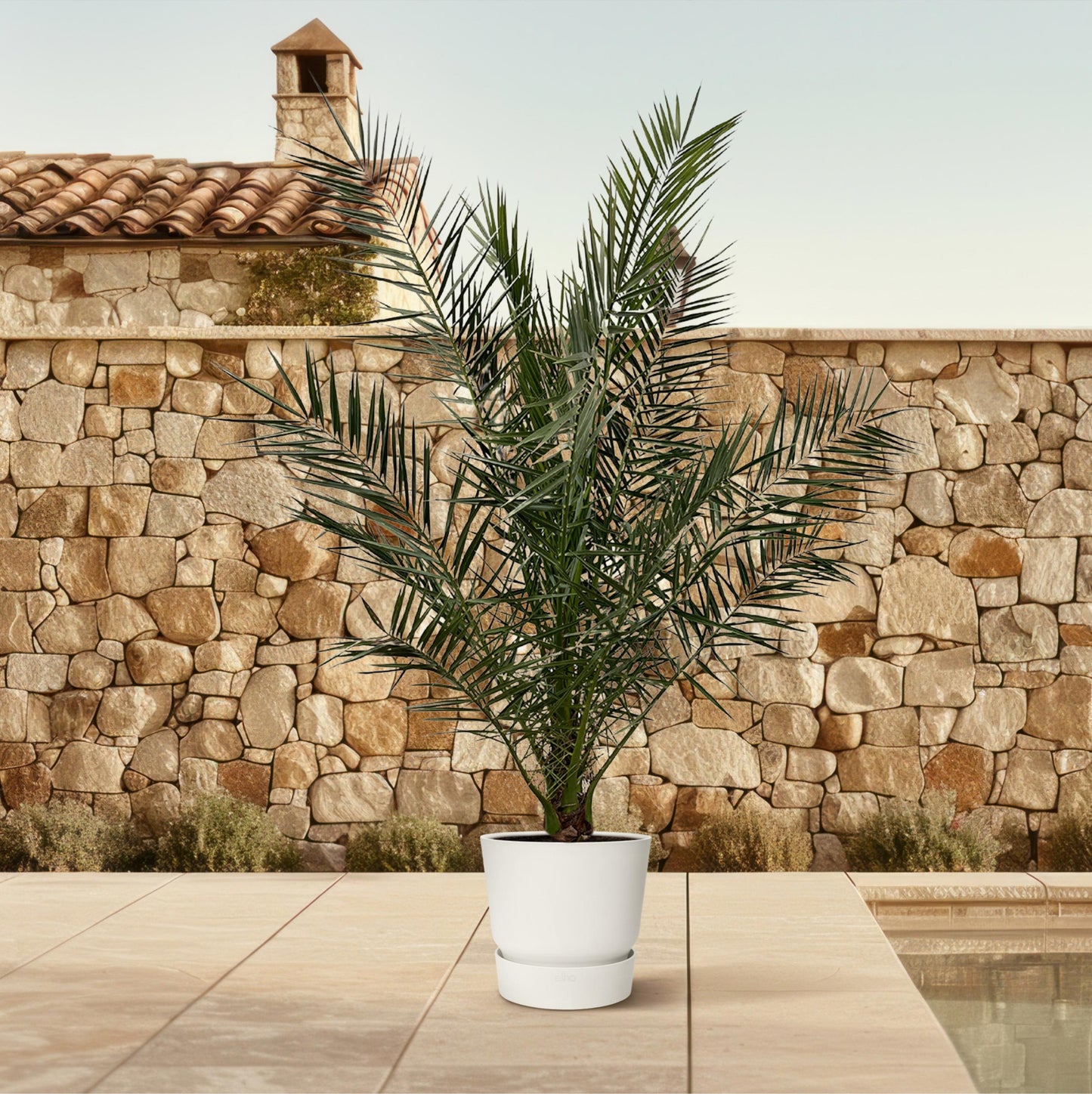 Phoenix Canariensis - 180 cm