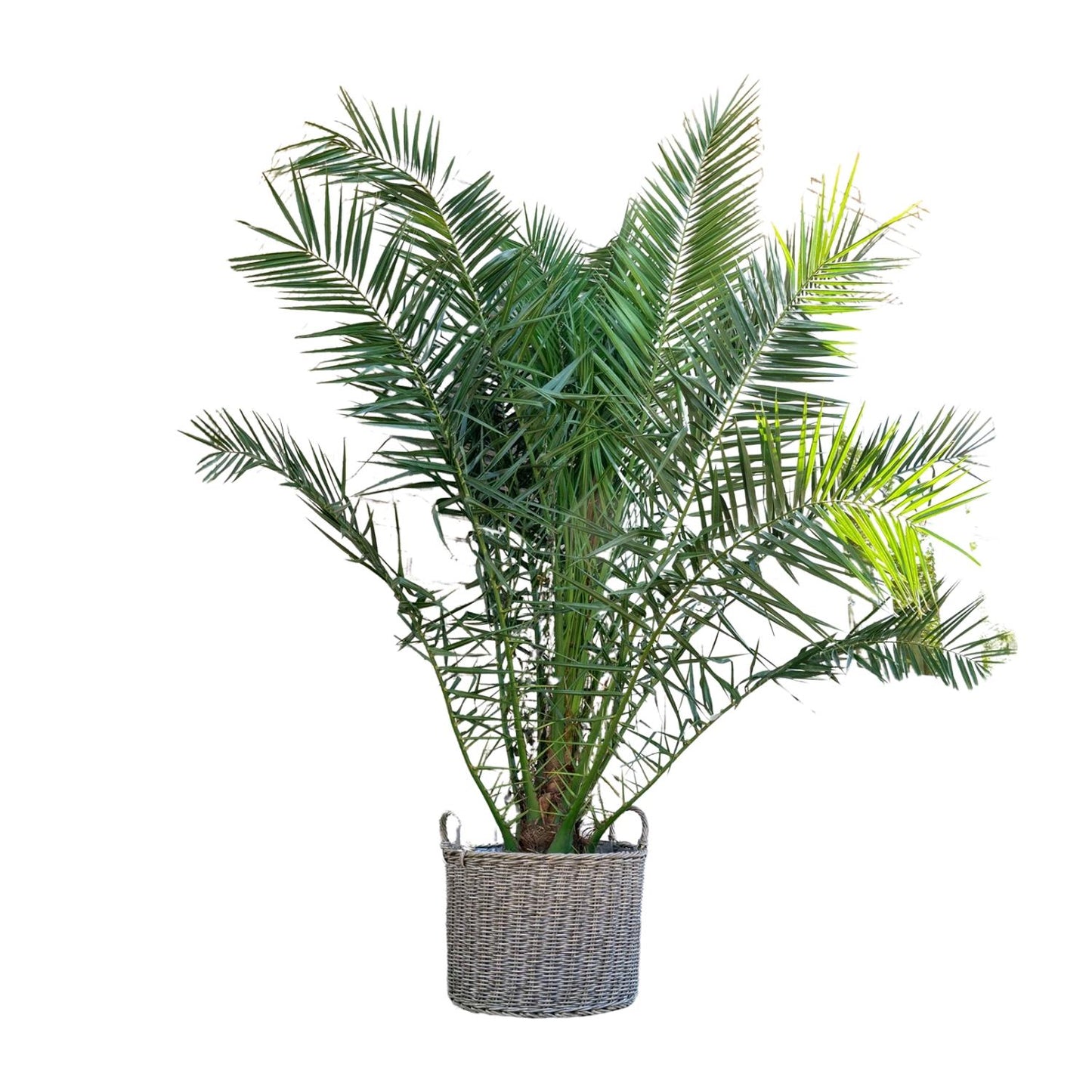 Phoenix Canariensis - 300 cm - Forest Plants
