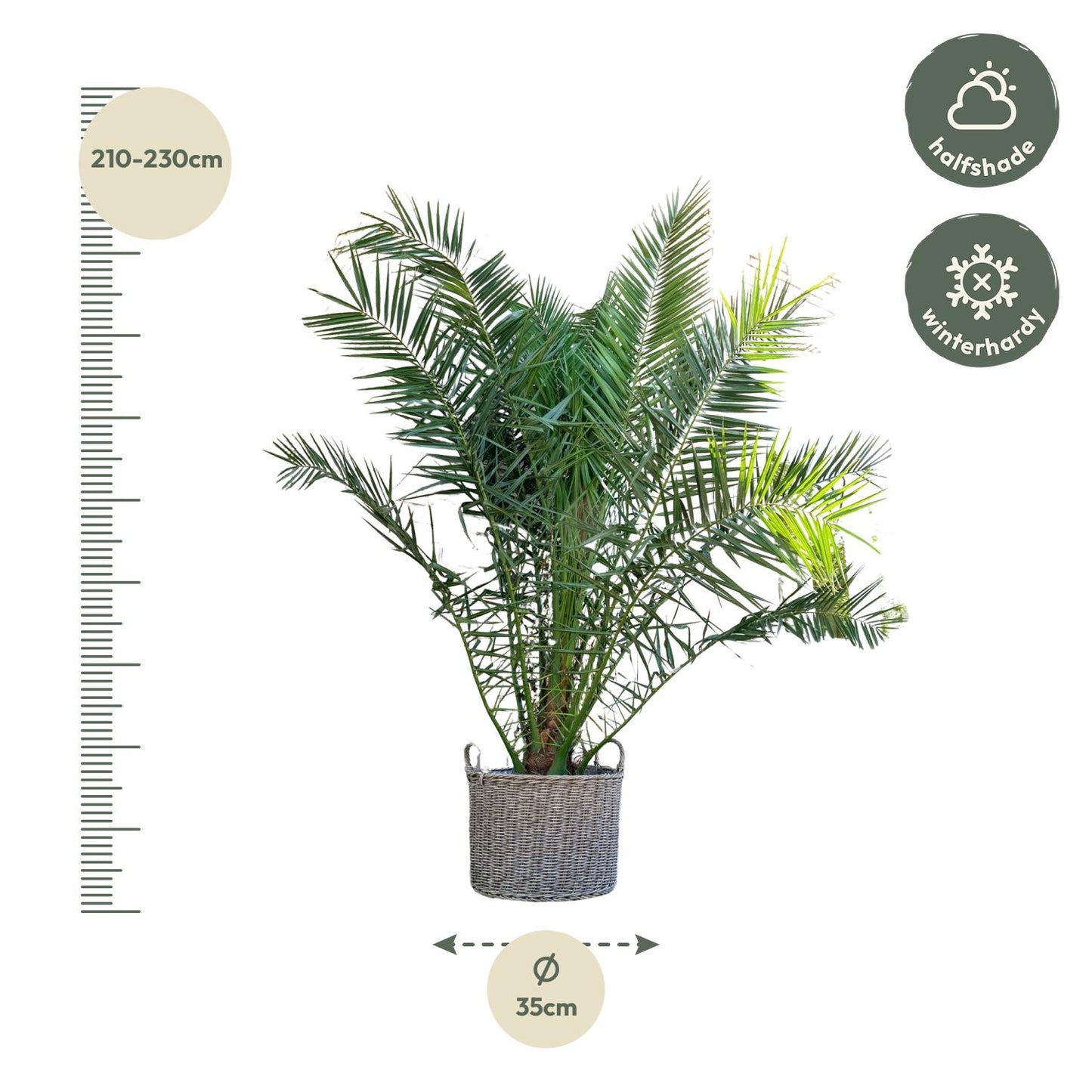 Phoenix Canariensis - 300 cm - Forest Plants