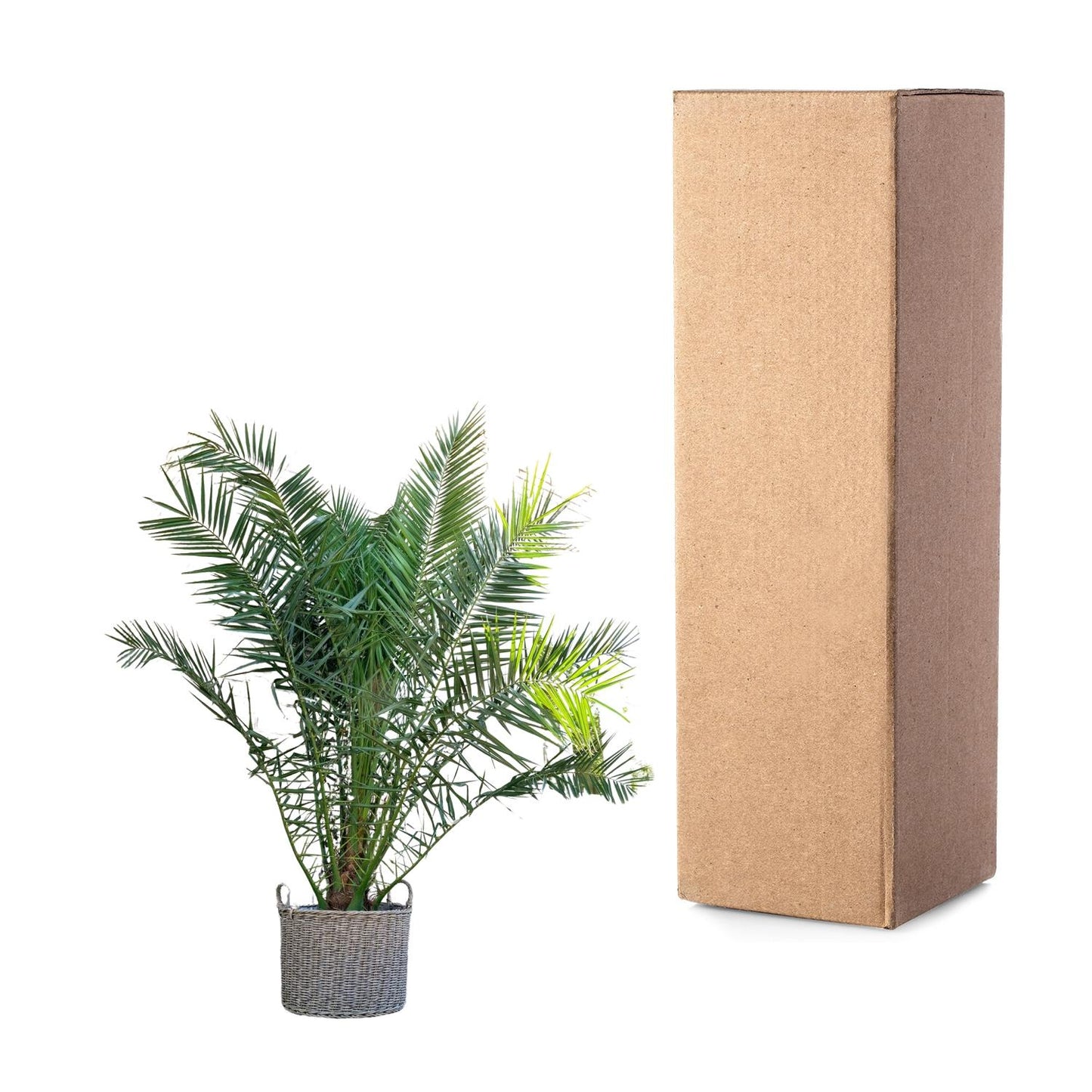 Phoenix Canariensis - 300 cm - Forest Plants