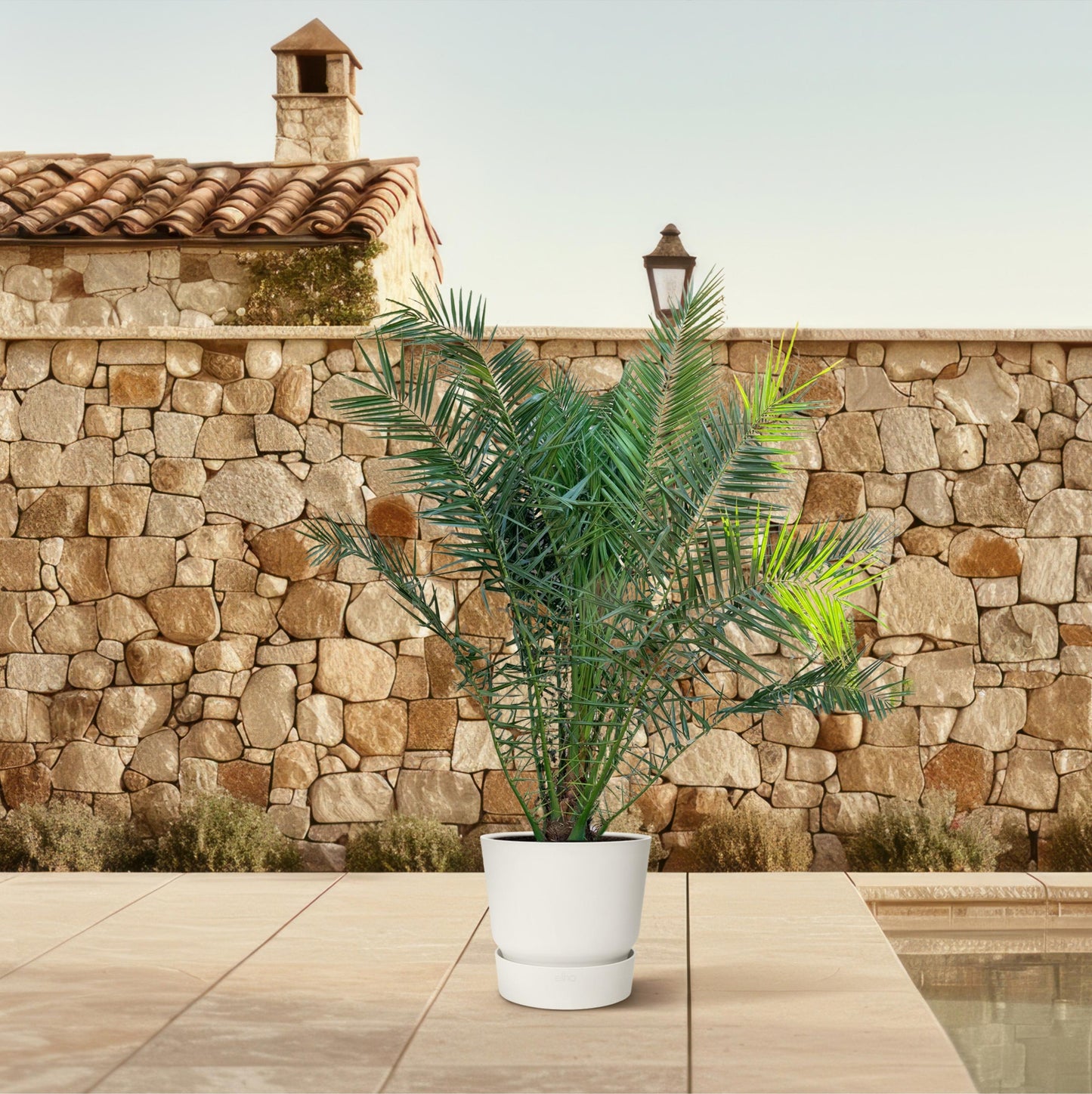 Phoenix Canariensis - 300 cm - Forest Plants