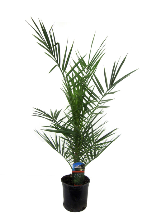 Phoenix Canariensis - 80 cm