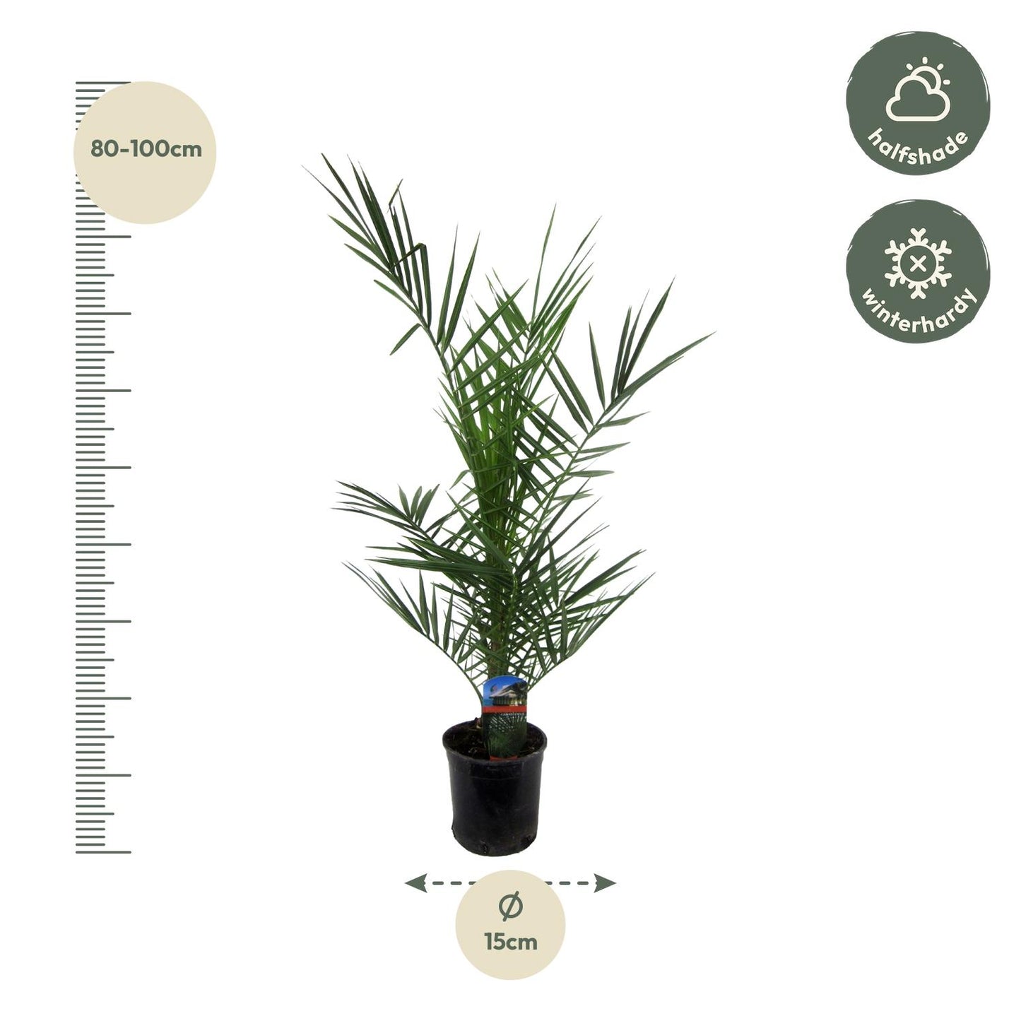 Phoenix Canariensis - 80 cm