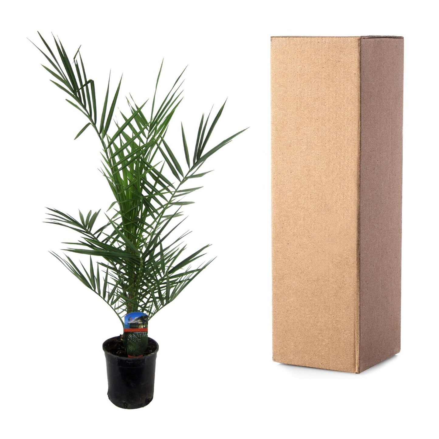 Phoenix Canariensis - 80 cm