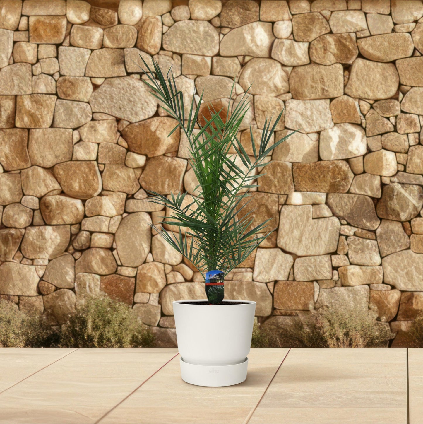 Phoenix Canariensis - 80 cm