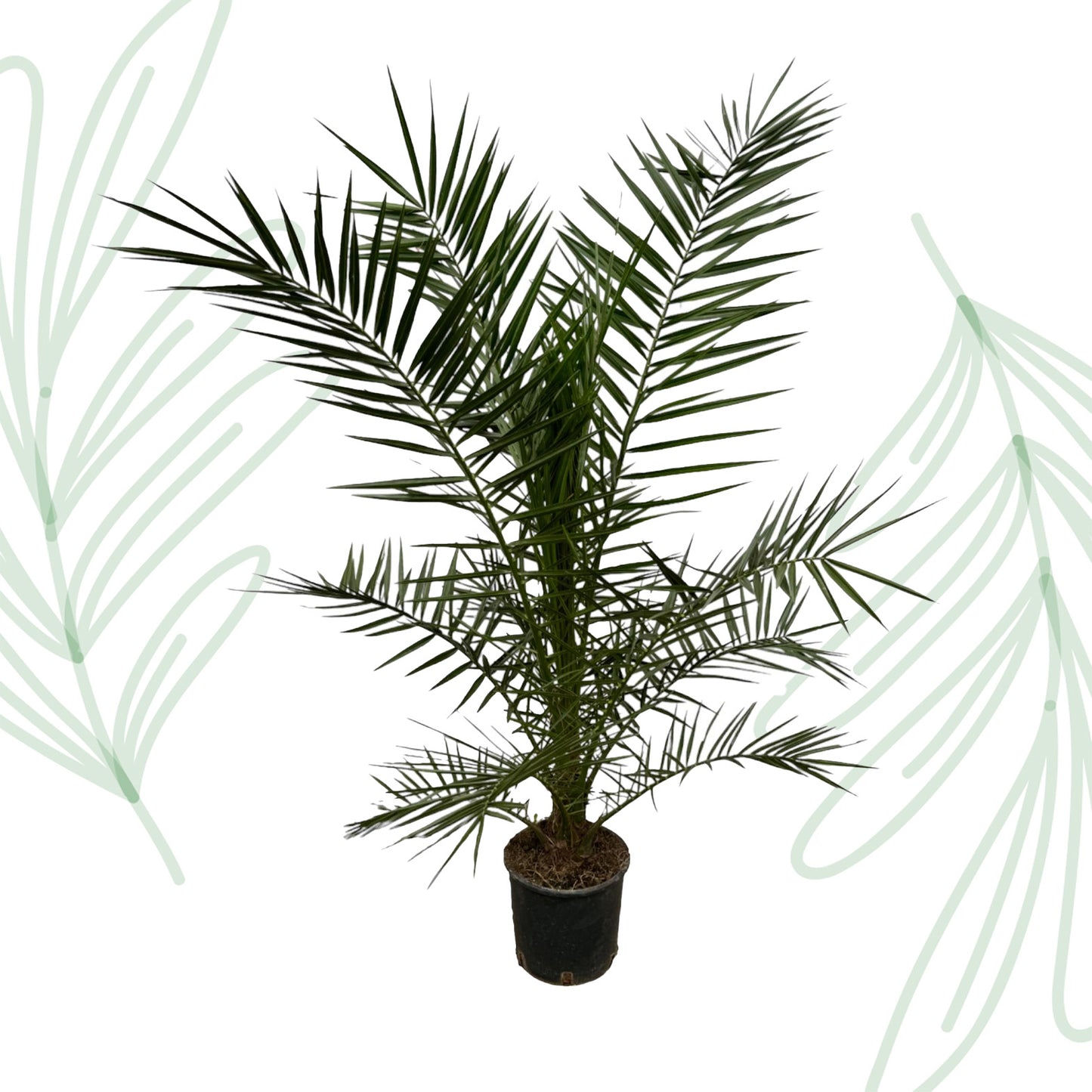 Phoenix Canariensis - 160 cm