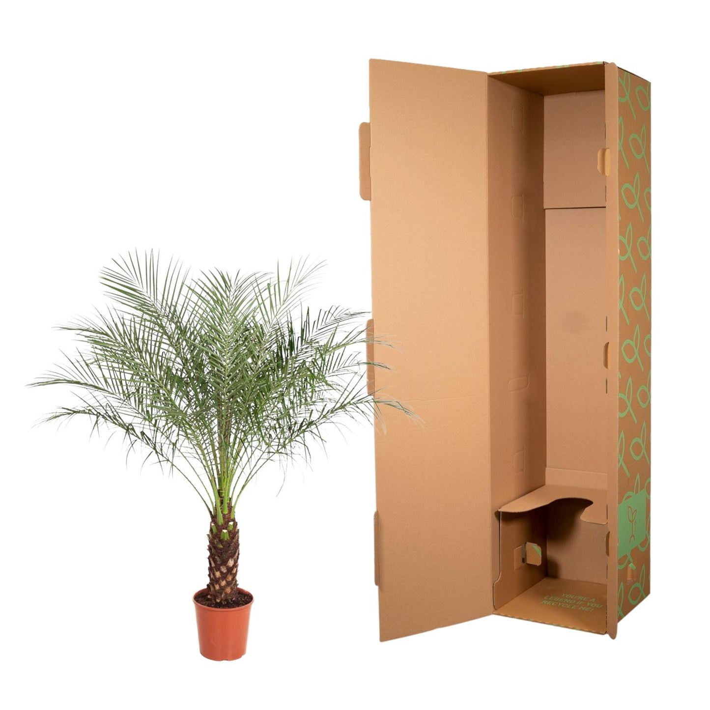 Phoenix Roebelenii - 160 cm - Forest Plants