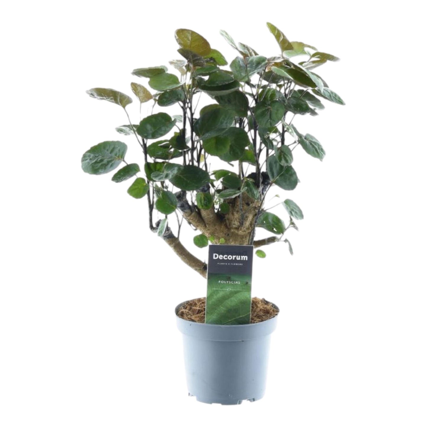Polyscias Fabian - 45 cm