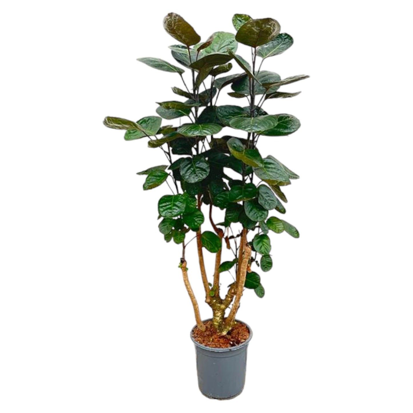 Polyscias Fabian - 130 cm - Forest Plants