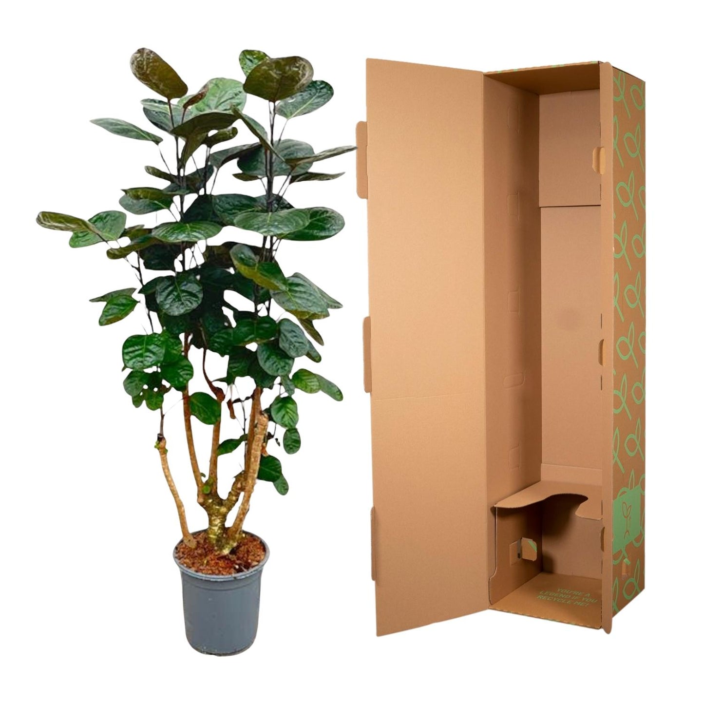 Polyscias Fabian - 130 cm - Forest Plants