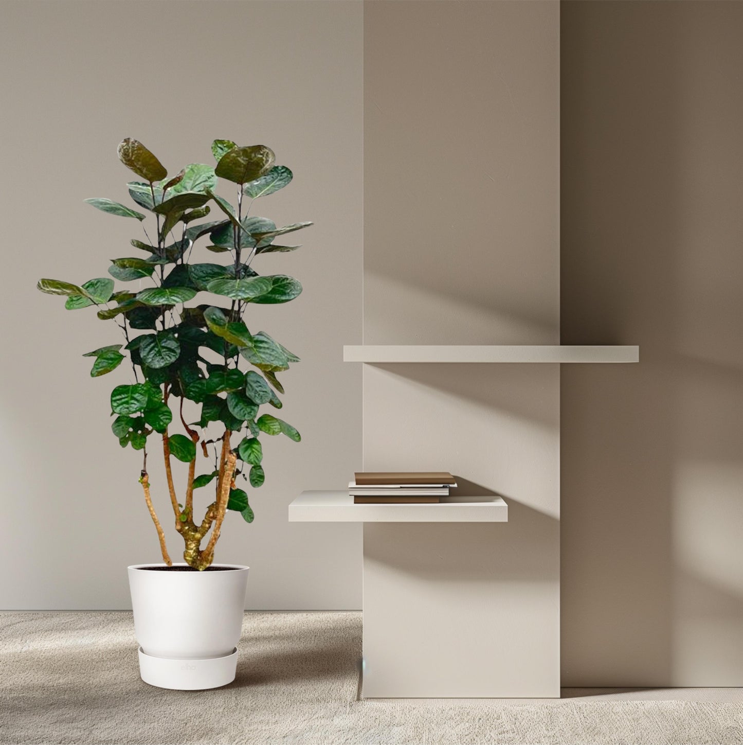 Polyscias Fabian - 130 cm - Forest Plants