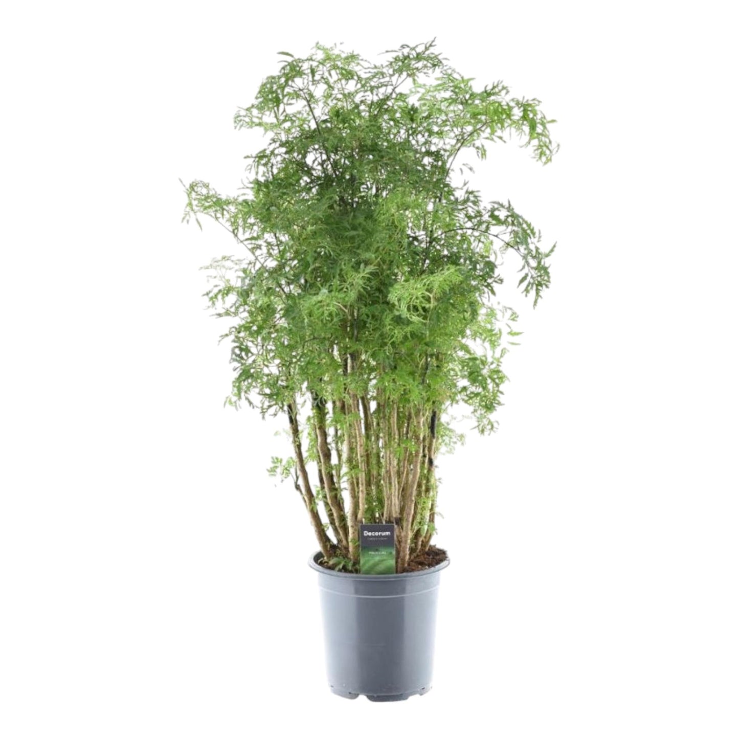 Polyscias Hawaiiana Ming - 90 cm