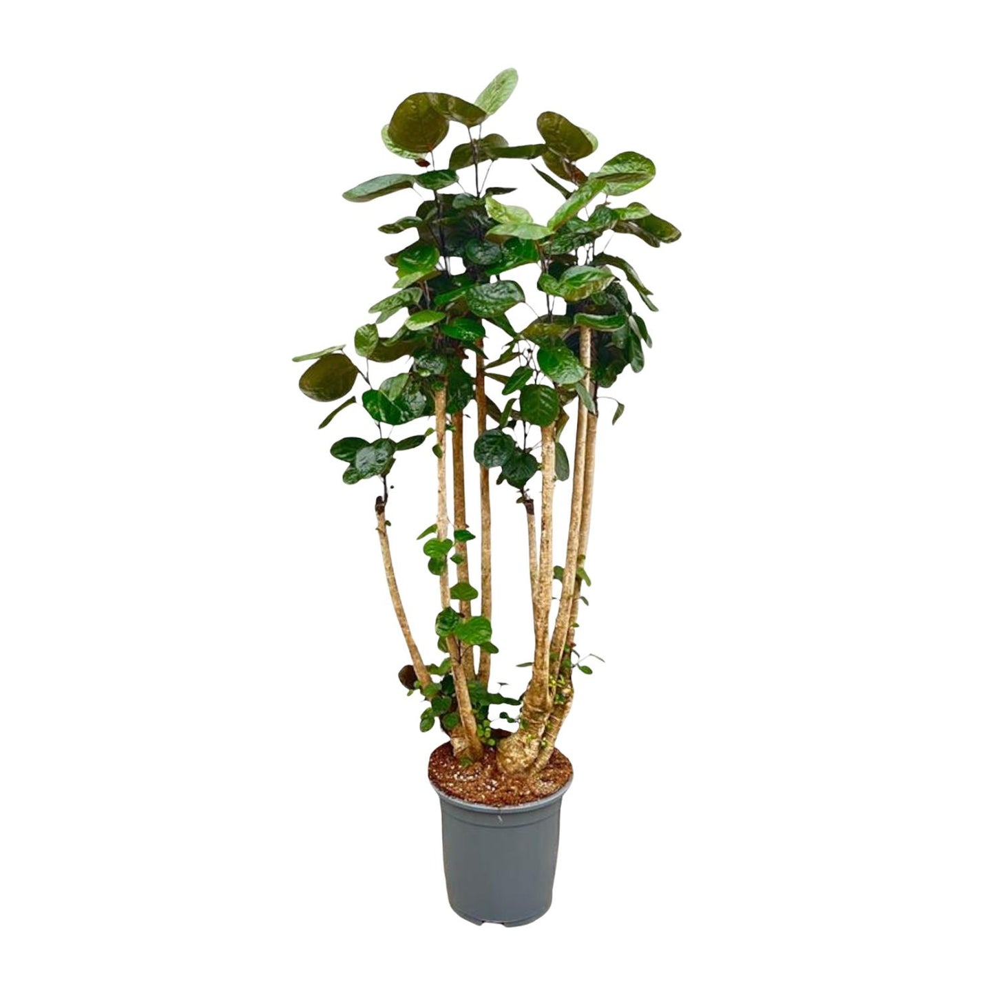 Polyscias Fabian XXL - 160 cm