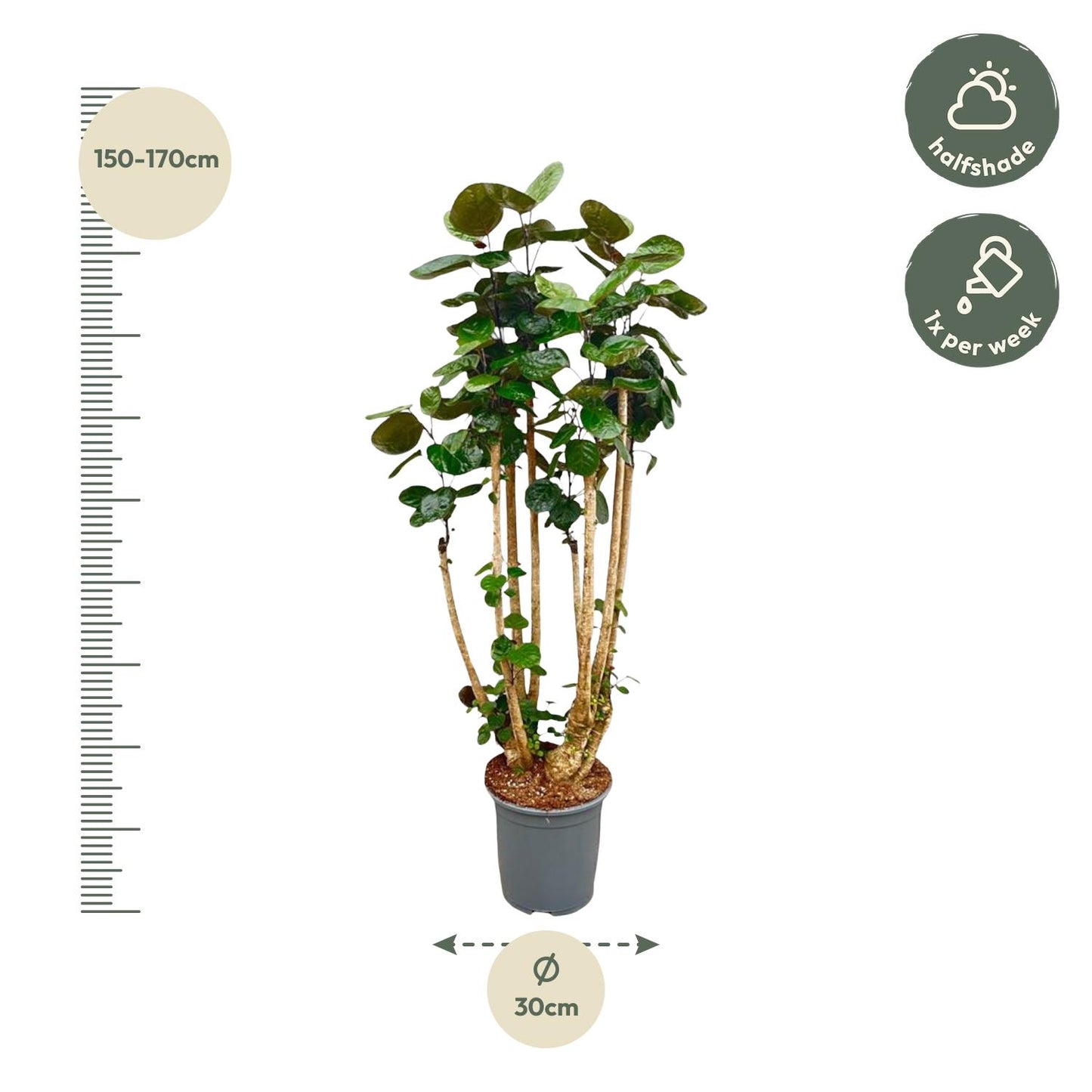 Polyscias Fabian XXL - 160 cm