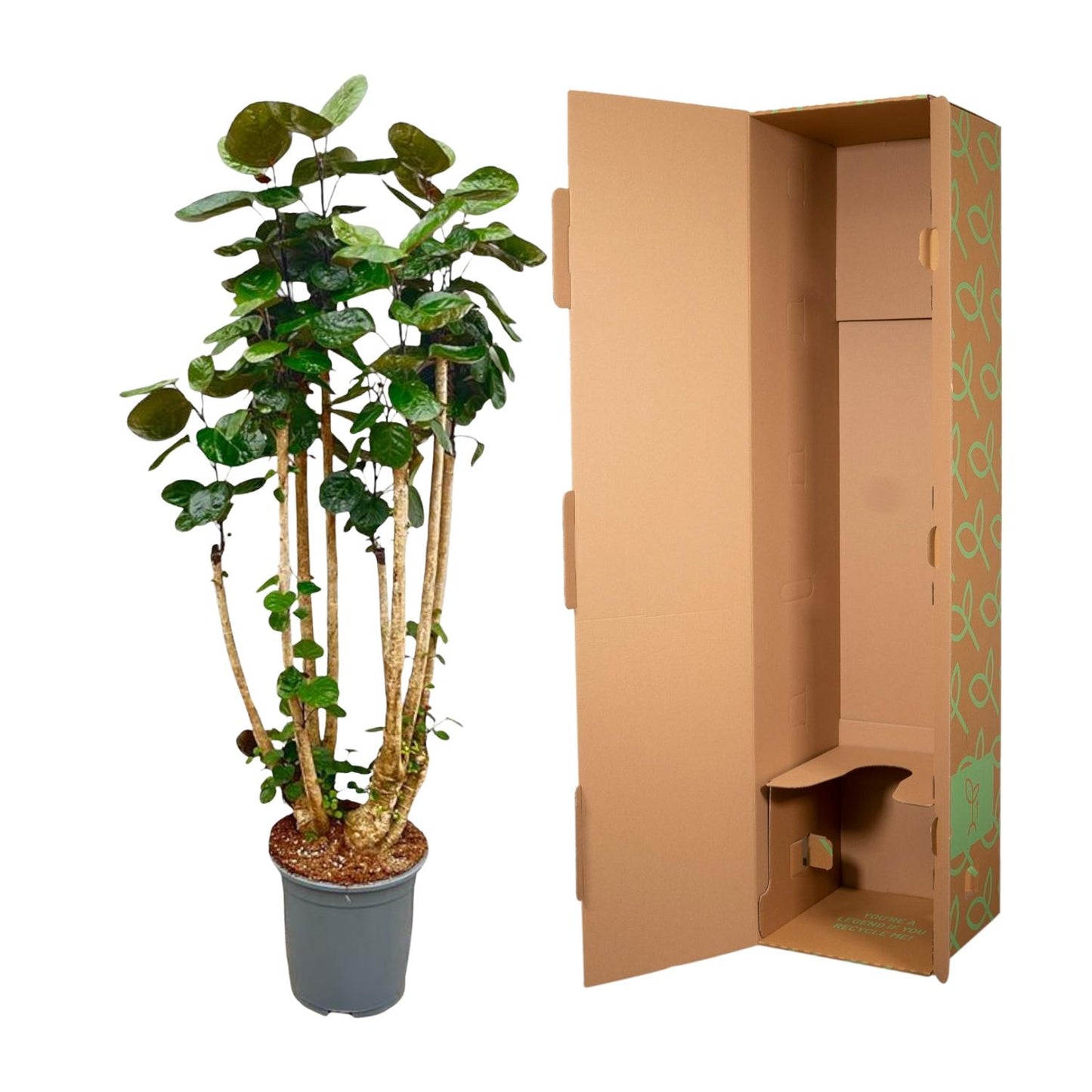 Polyscias Fabian XXL - 160 cm