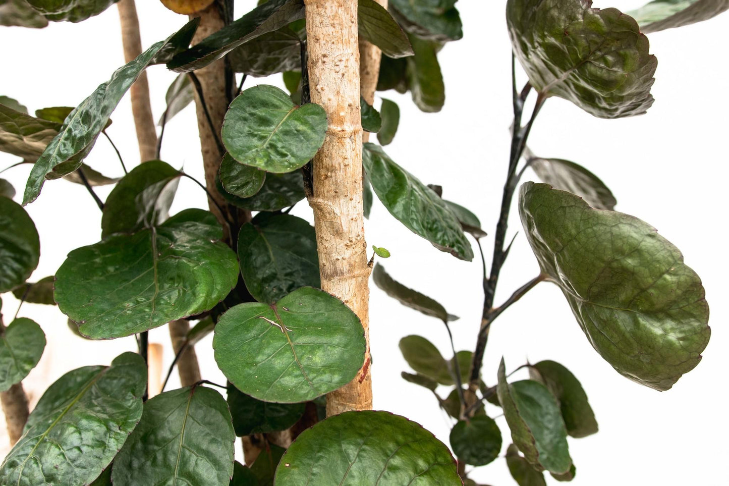 Polyscias Fabian XXL - 160 cm