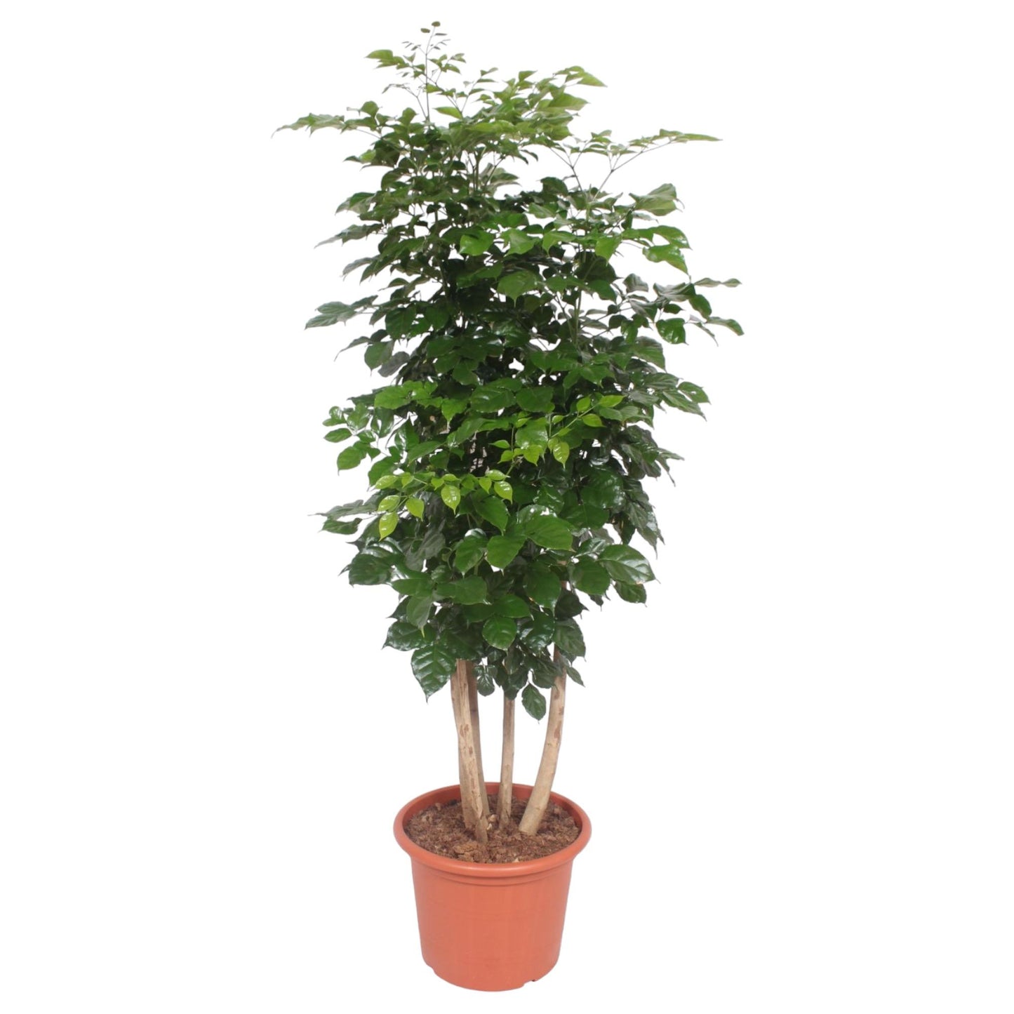 Radermachera Hainanensis - 190 cm - Forest Plants