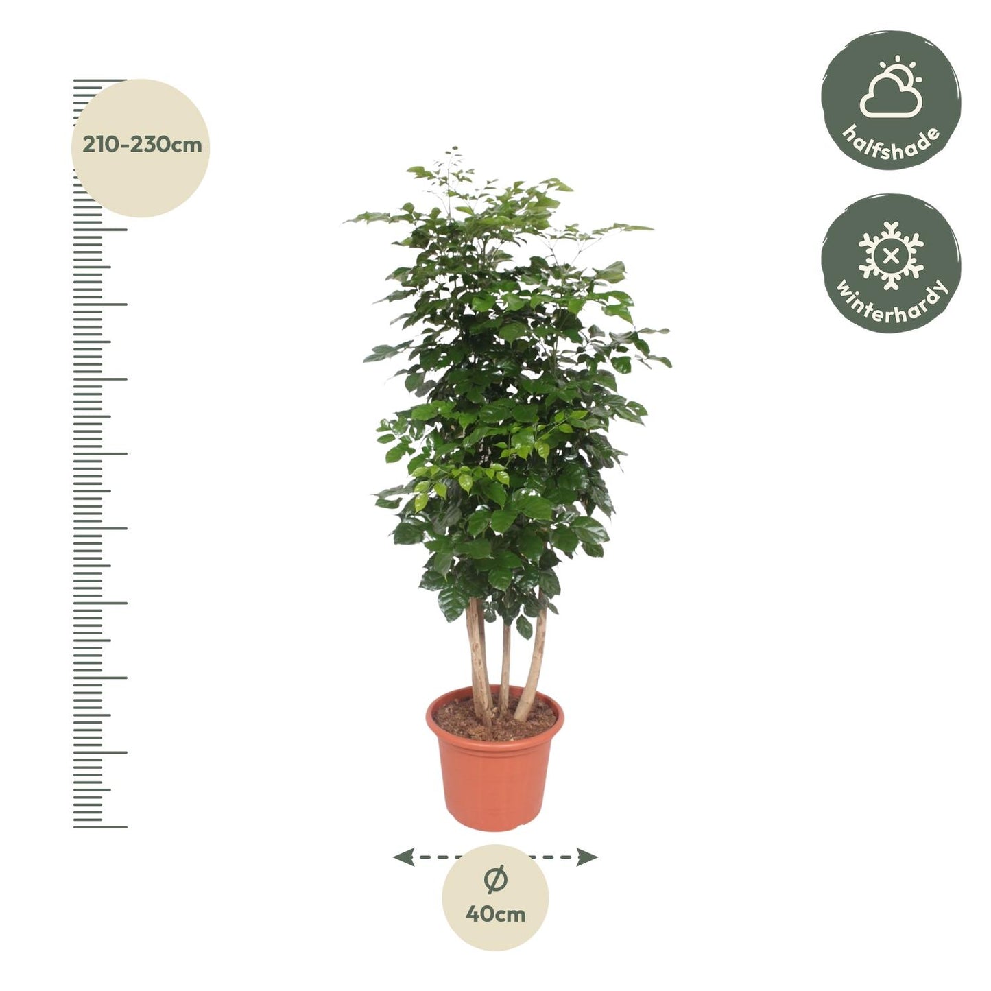 Radermachera Hainanensis - 190 cm - Forest Plants