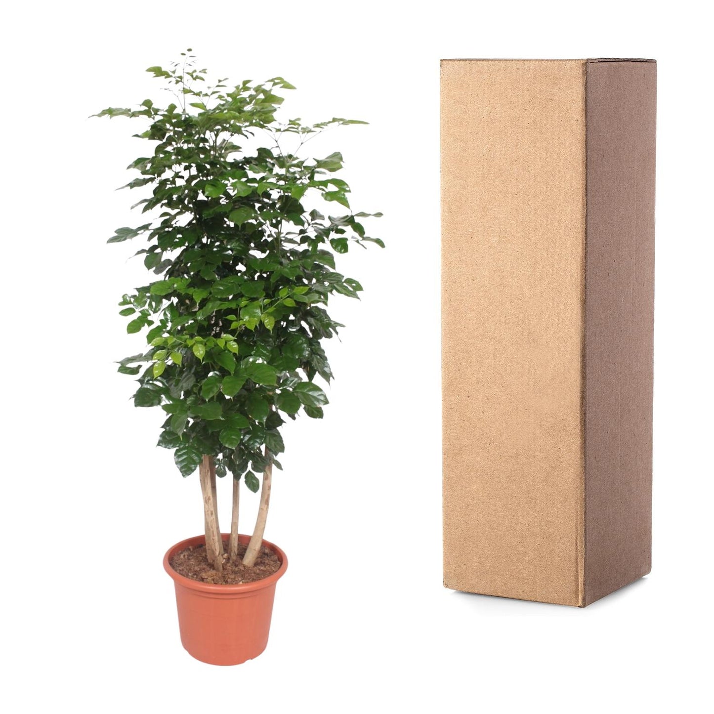 Radermachera Hainanensis - 190 cm - Forest Plants